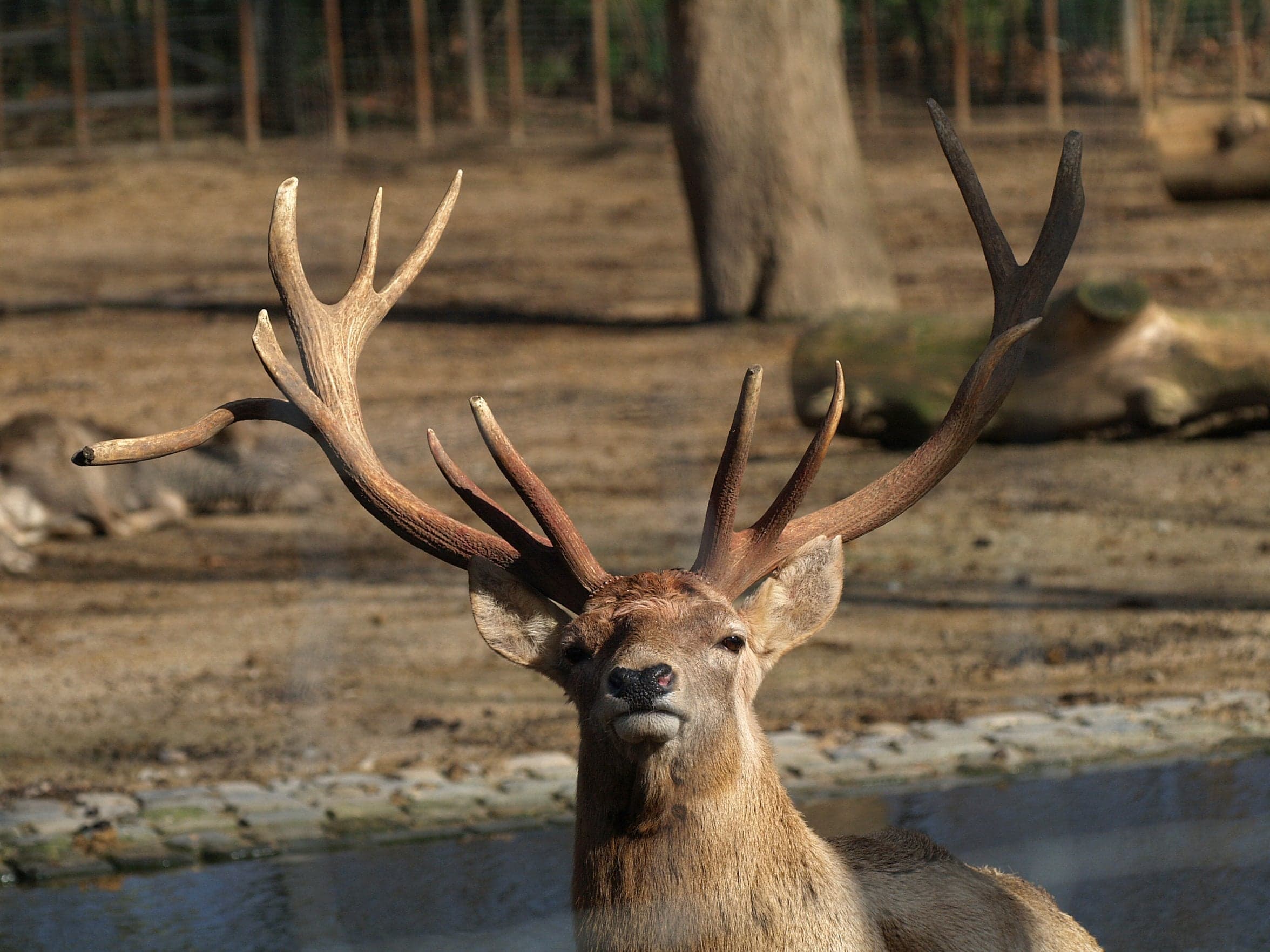 A Bactrian deer with pale speckled coat standing in a grassy riverside meadow