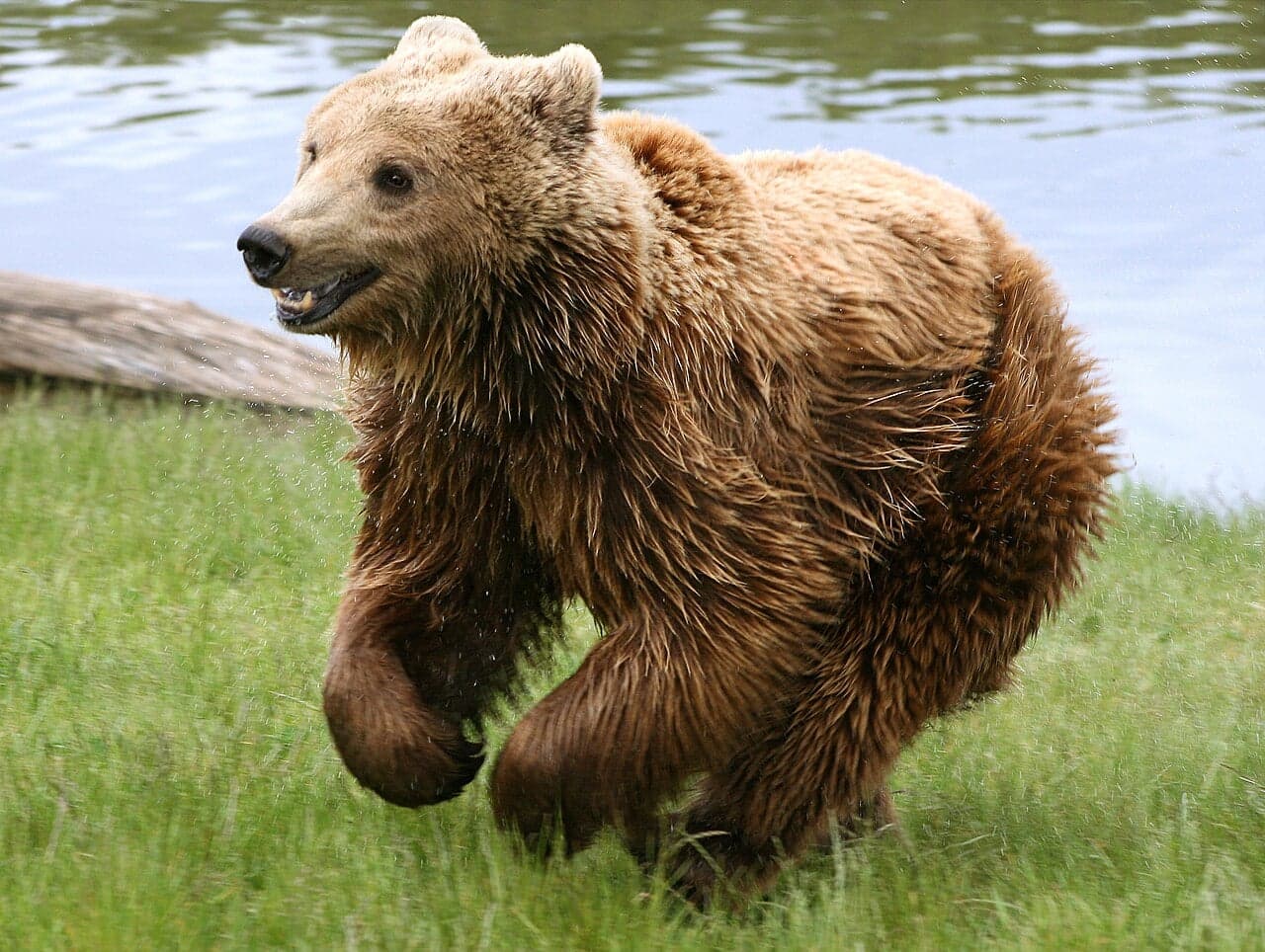 A brown bear walking through a green forest clearing