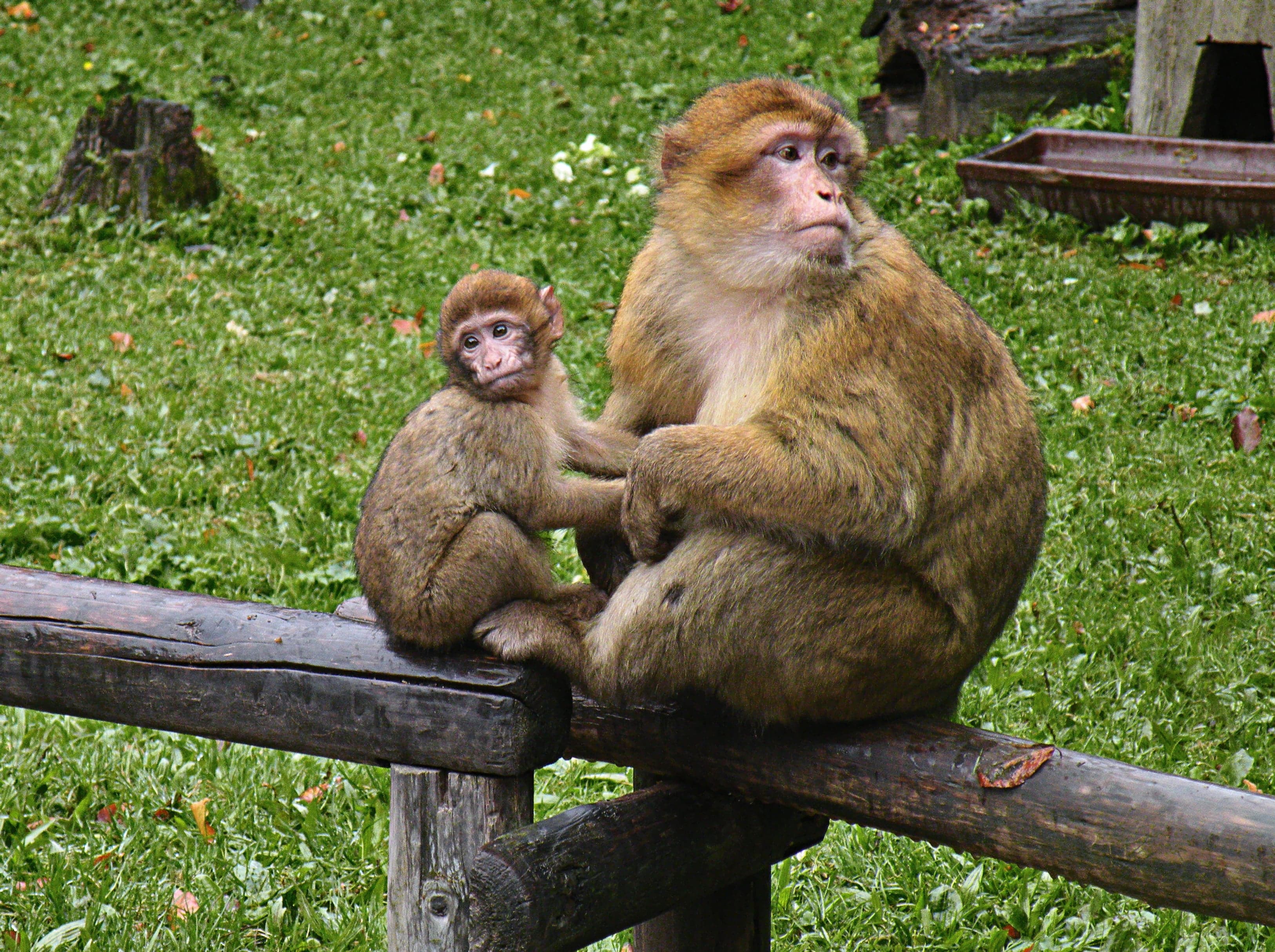 A Barbary macaque sitting in a cedar tree in the Algerian Atlas Mountains