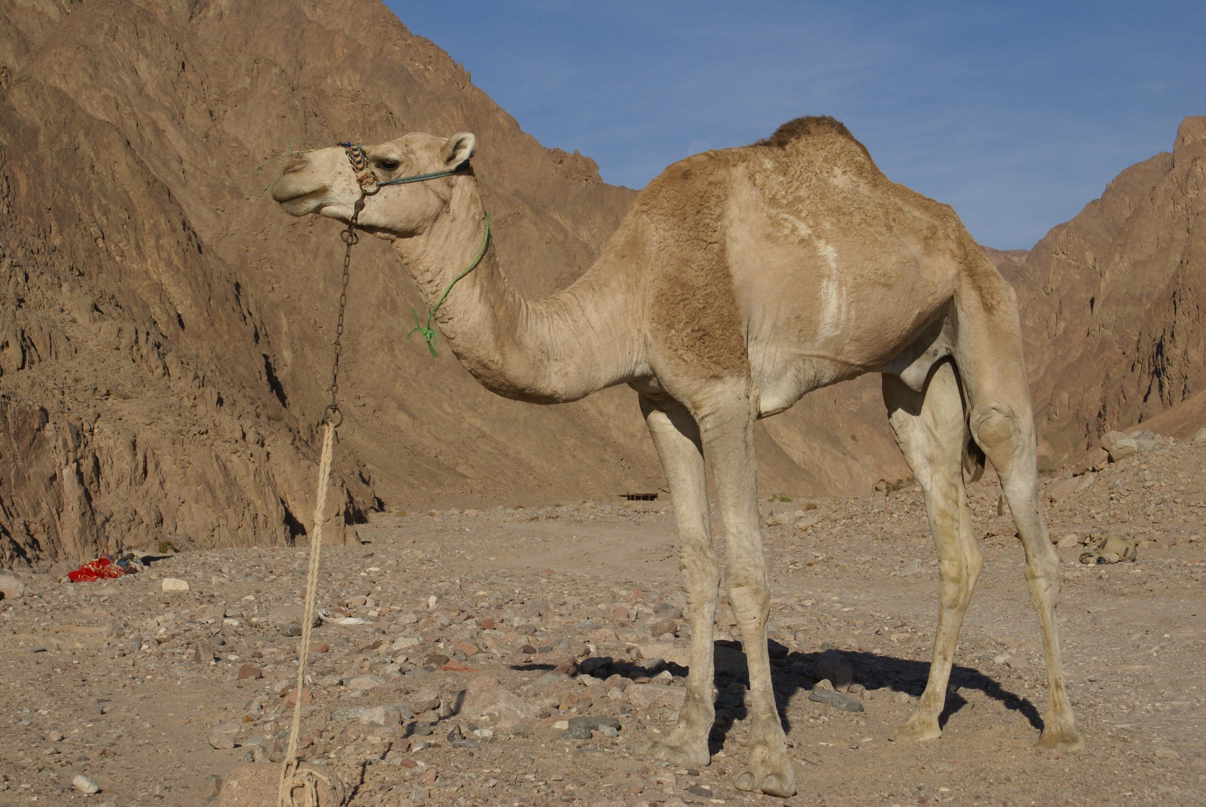 A dromedary camel walking across the orange sand dunes of the Algerian Sahara