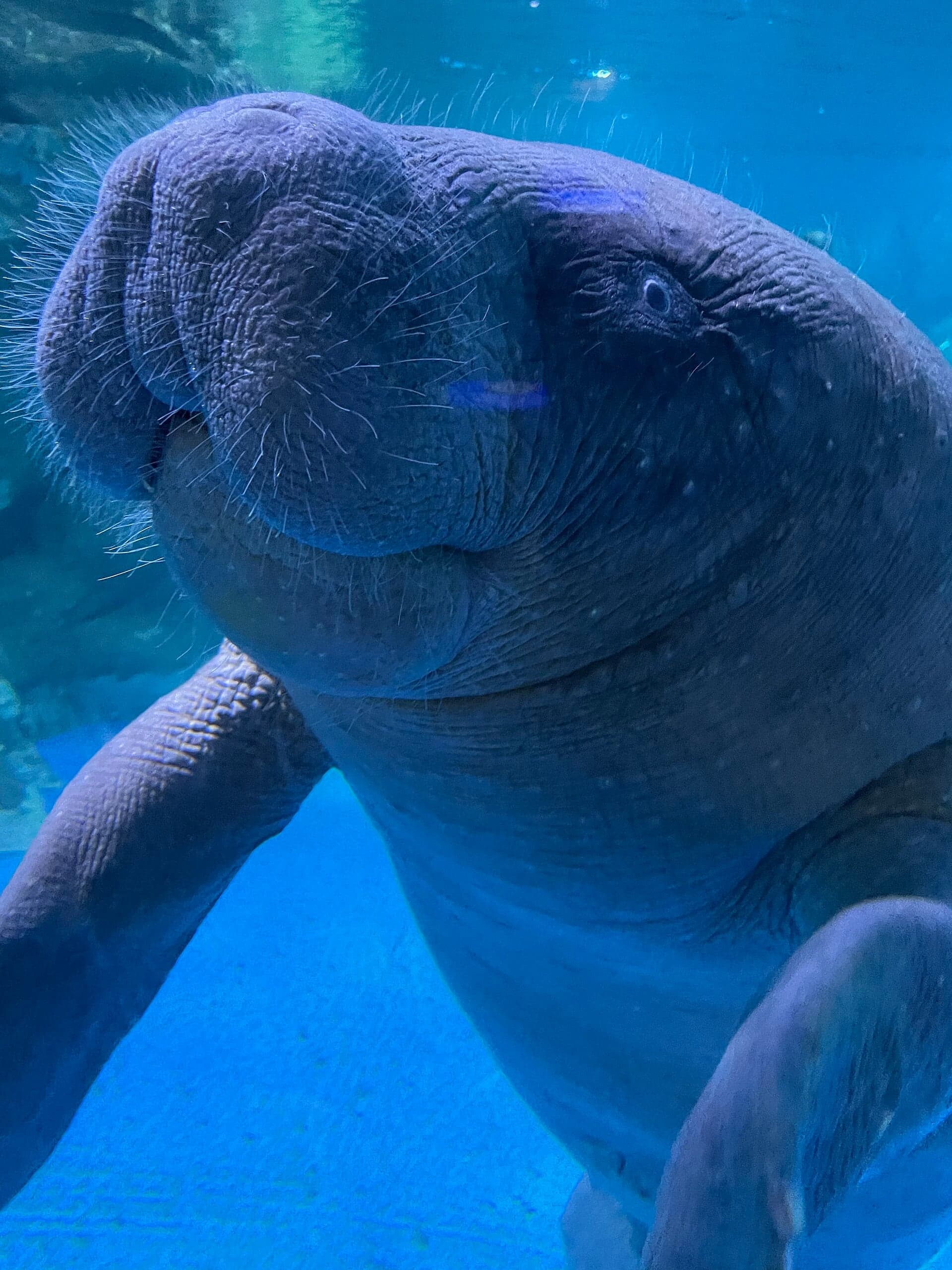 African manatee floating peacefully near the surface of calm water