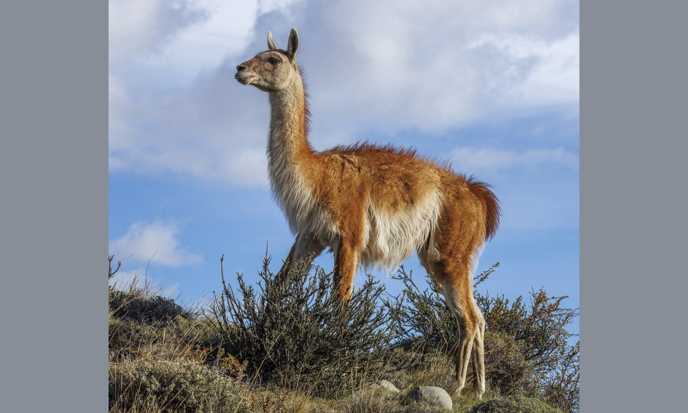 A guanaco standing on a Patagonian hillside