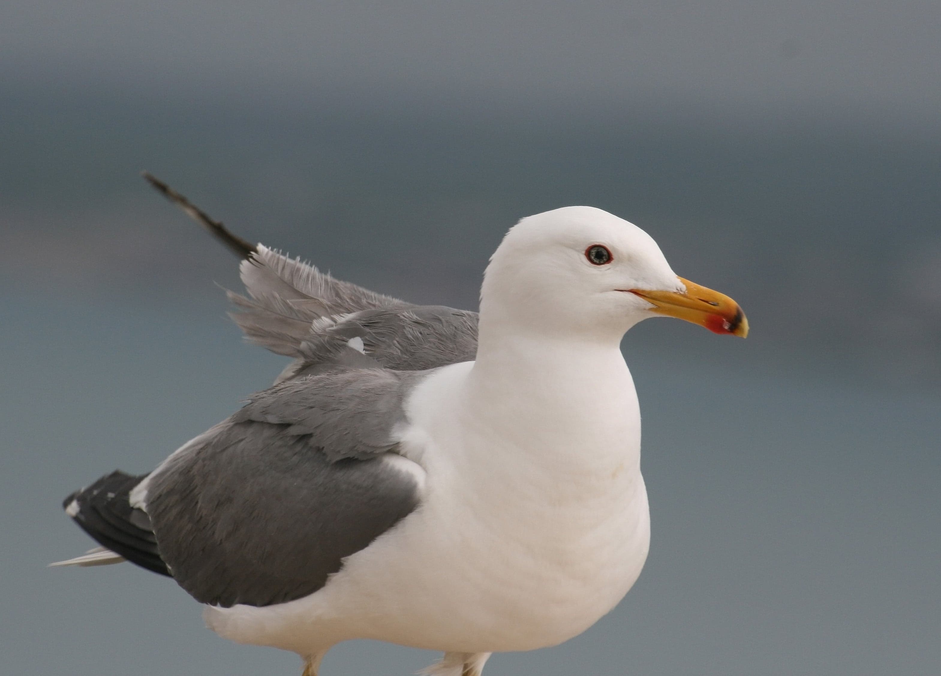 An Armenian gull at the edge of Lake Sevan