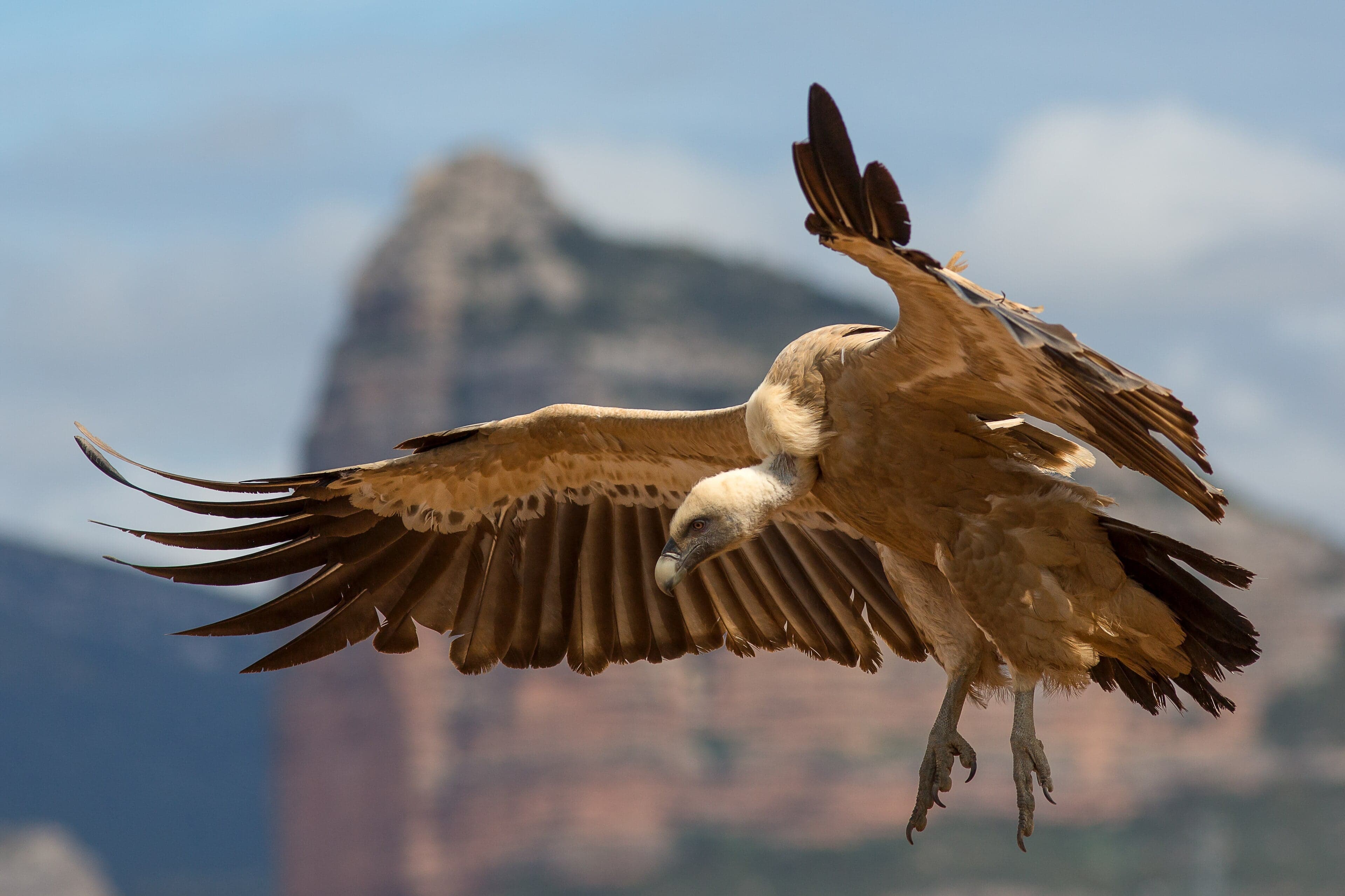 A griffon vulture soaring over Armenian cliffs