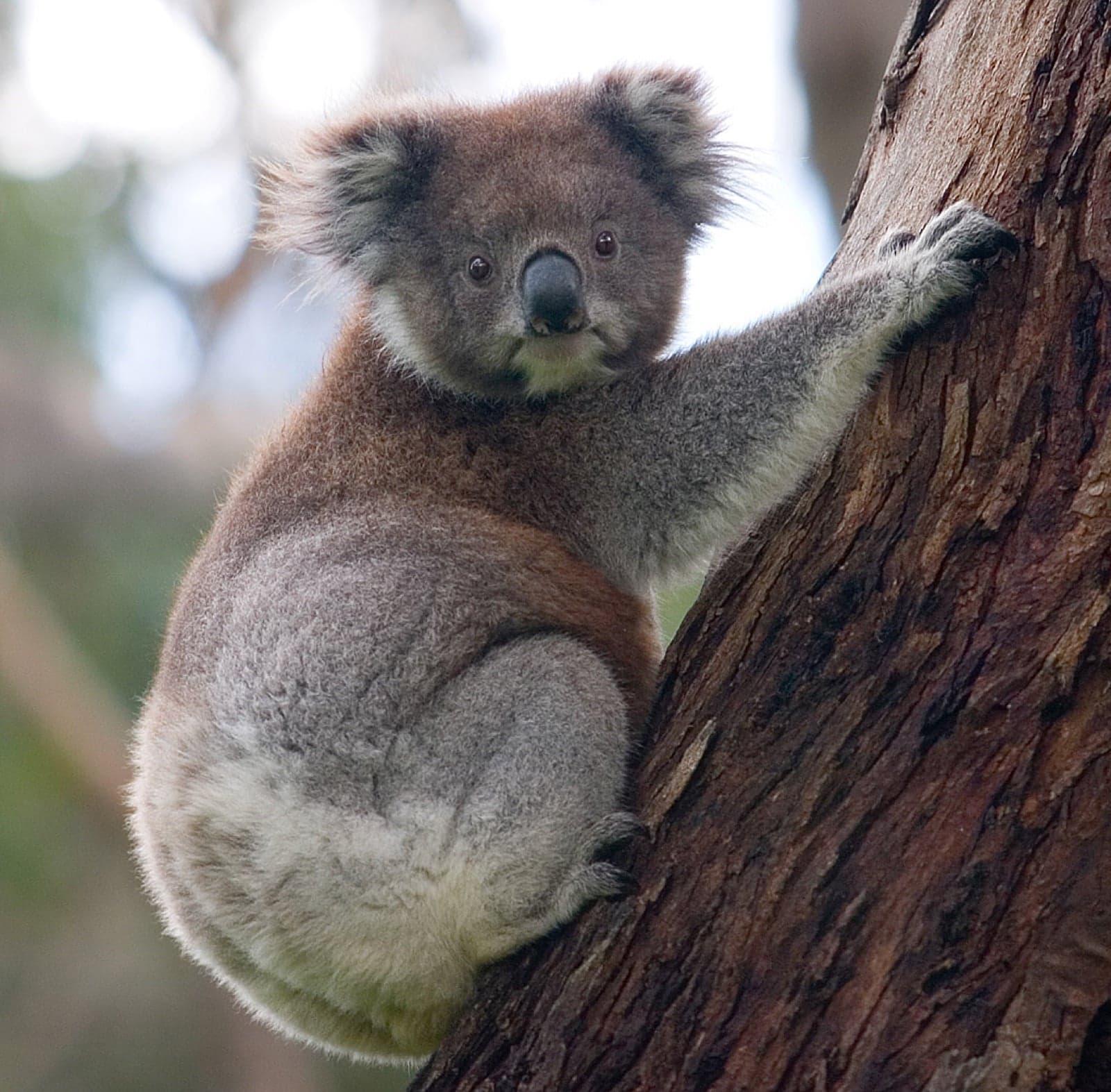 A koala holding a tree branch with both paws and looking towards the camera