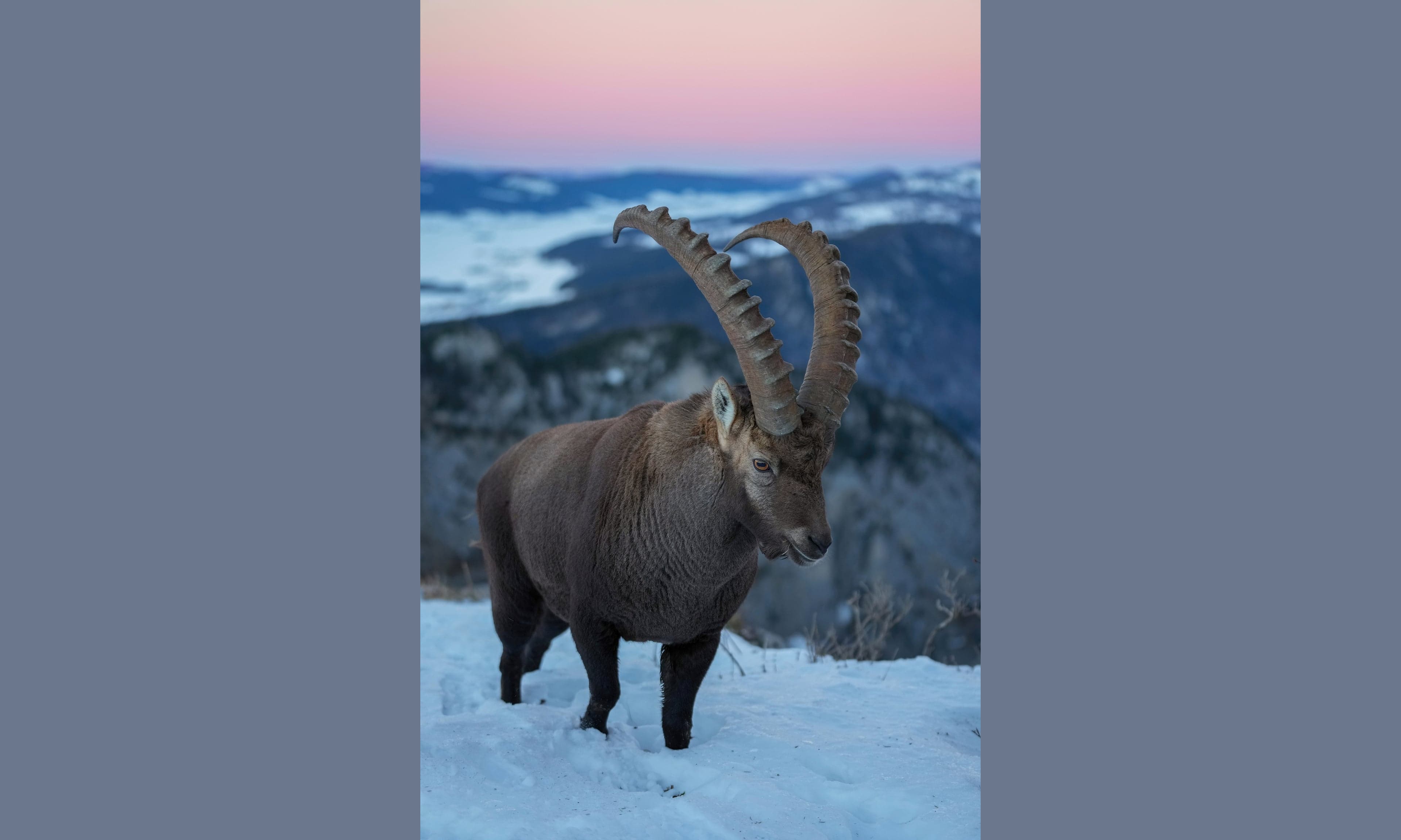 An Alpine ibex standing on a rocky mountain ledge with long curved horns