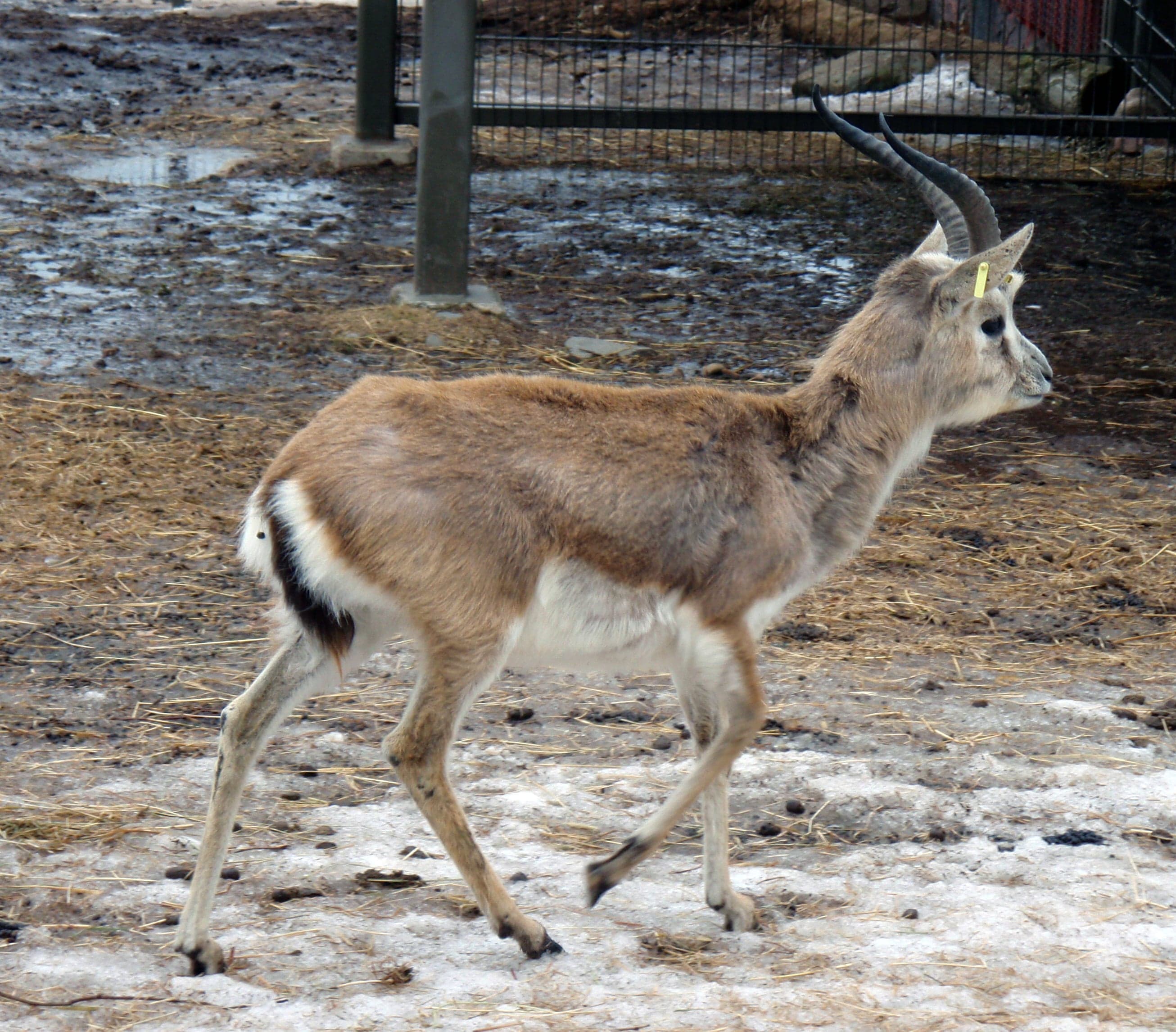 A goitered gazelle with sandy-coloured fur and curved horns standing on a dry steppe in Azerbaijan