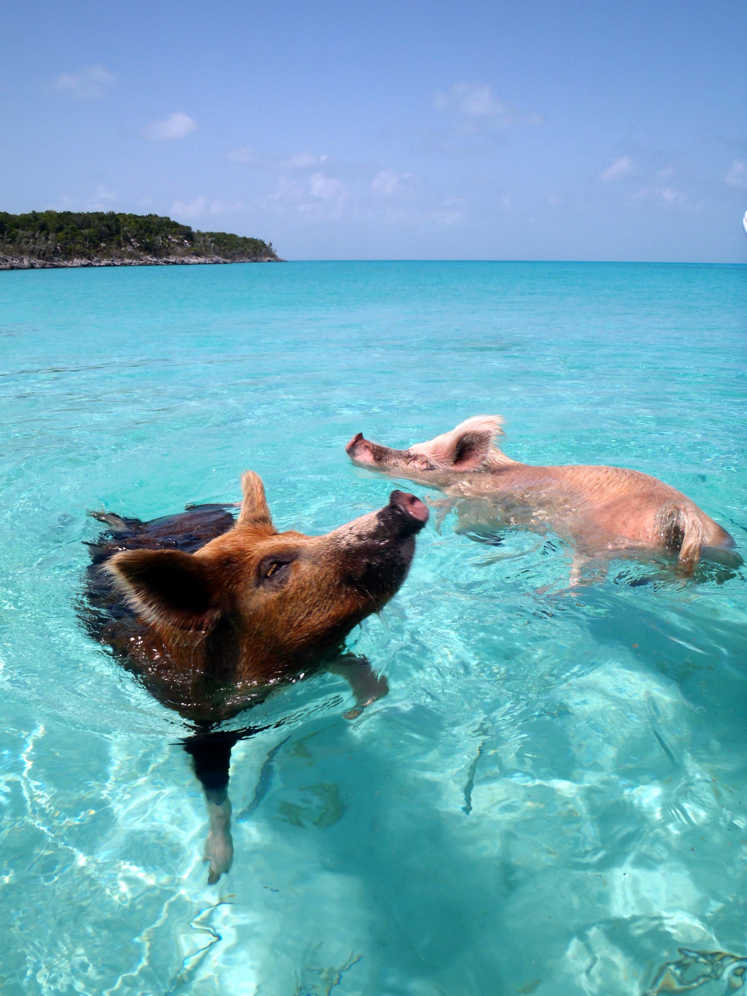 Several pink pigs swimming in clear turquoise Bahamian water near a beach