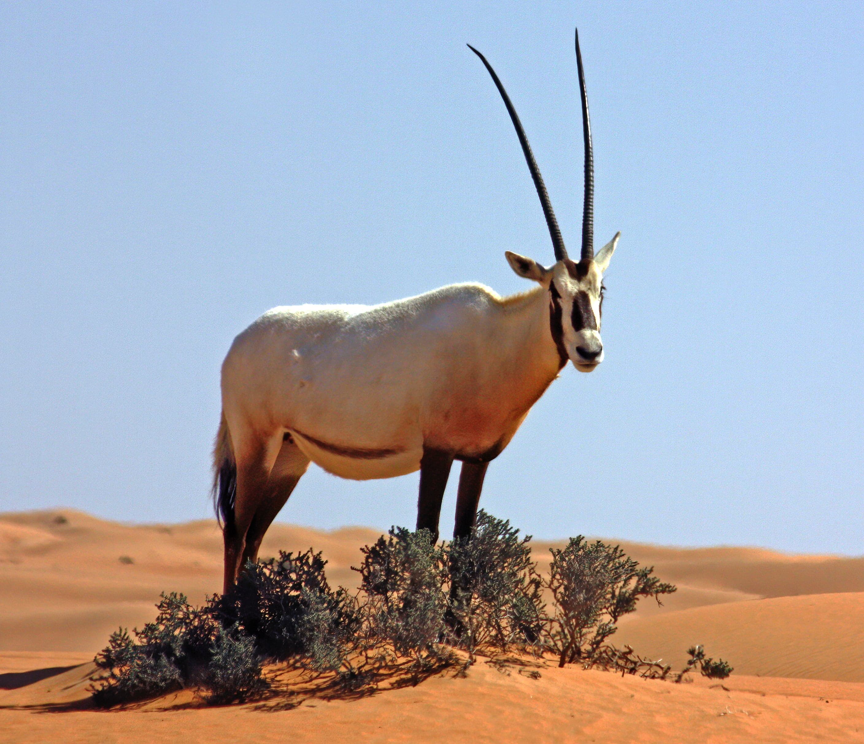 A white Arabian oryx with long straight horns standing in the desert