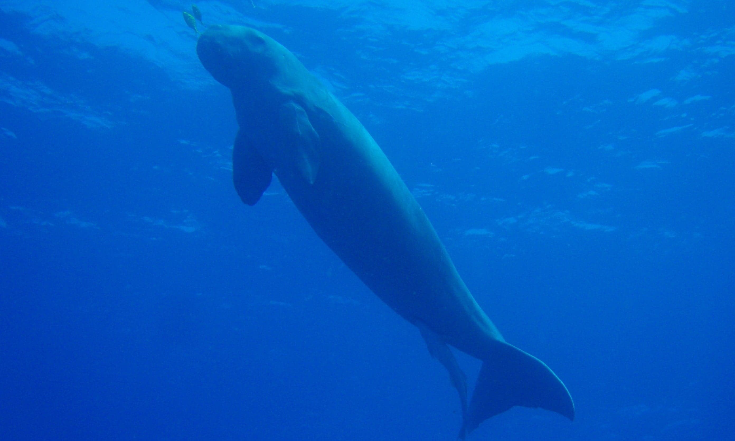 A large, grey dugong swimming slowly through shallow, sunlit seagrass beds