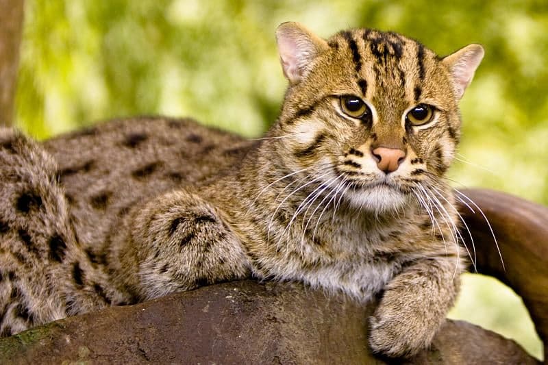 A fishing cat with spotted fur resting on a rock, looking towards the camera