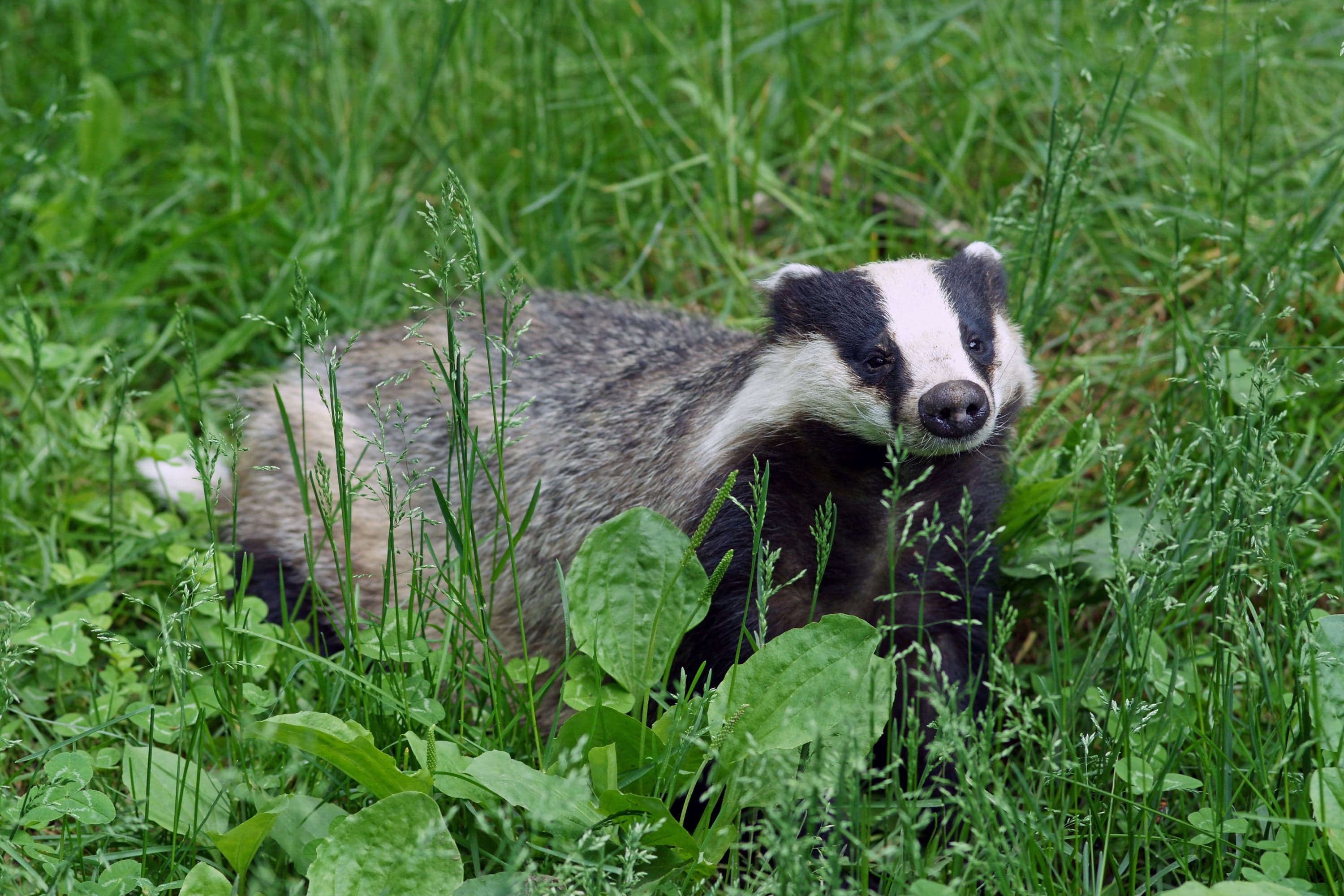 A European badger with black-and-white striped face emerging from its sett