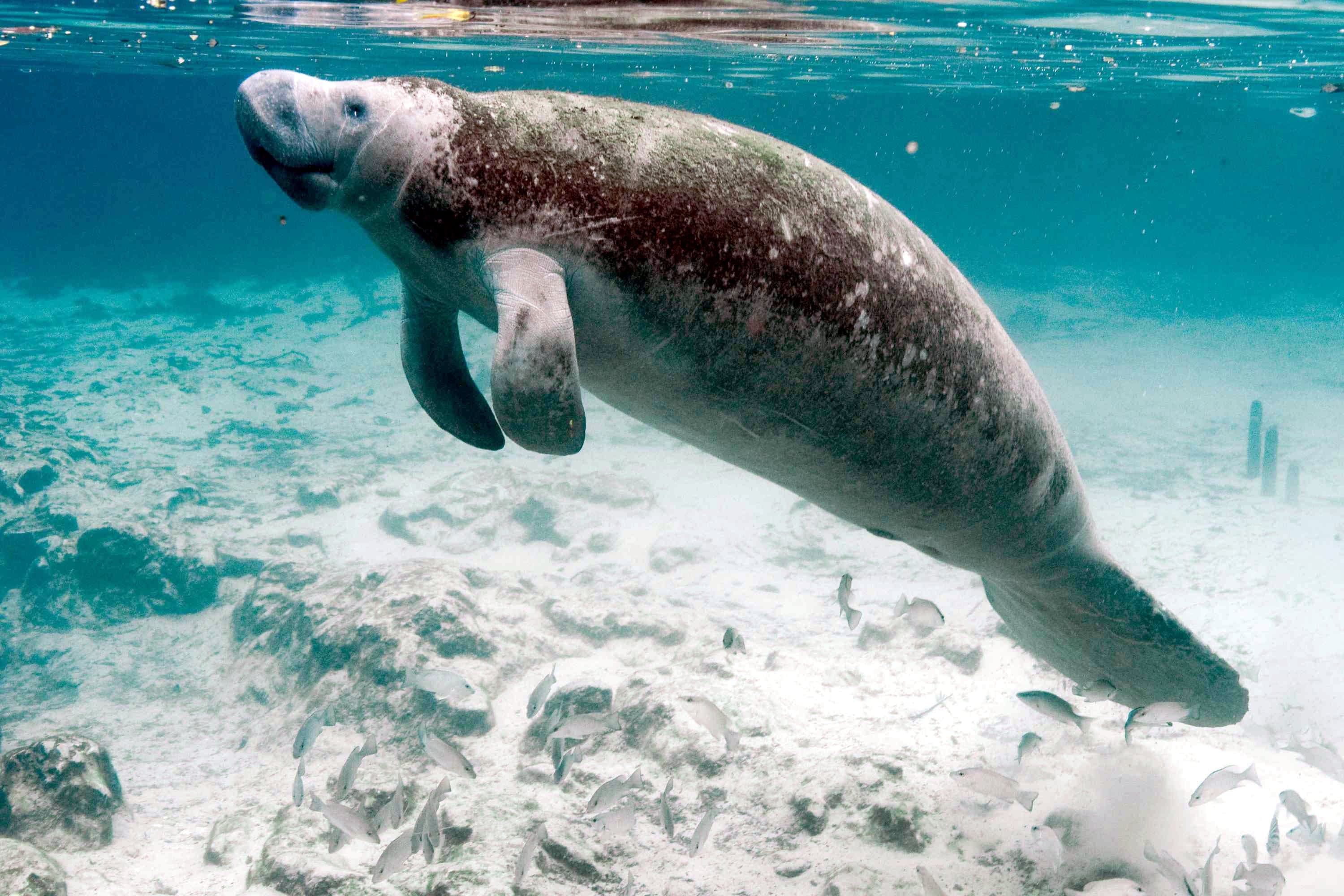 A large, grey manatee drifting peacefully through clear turquoise water