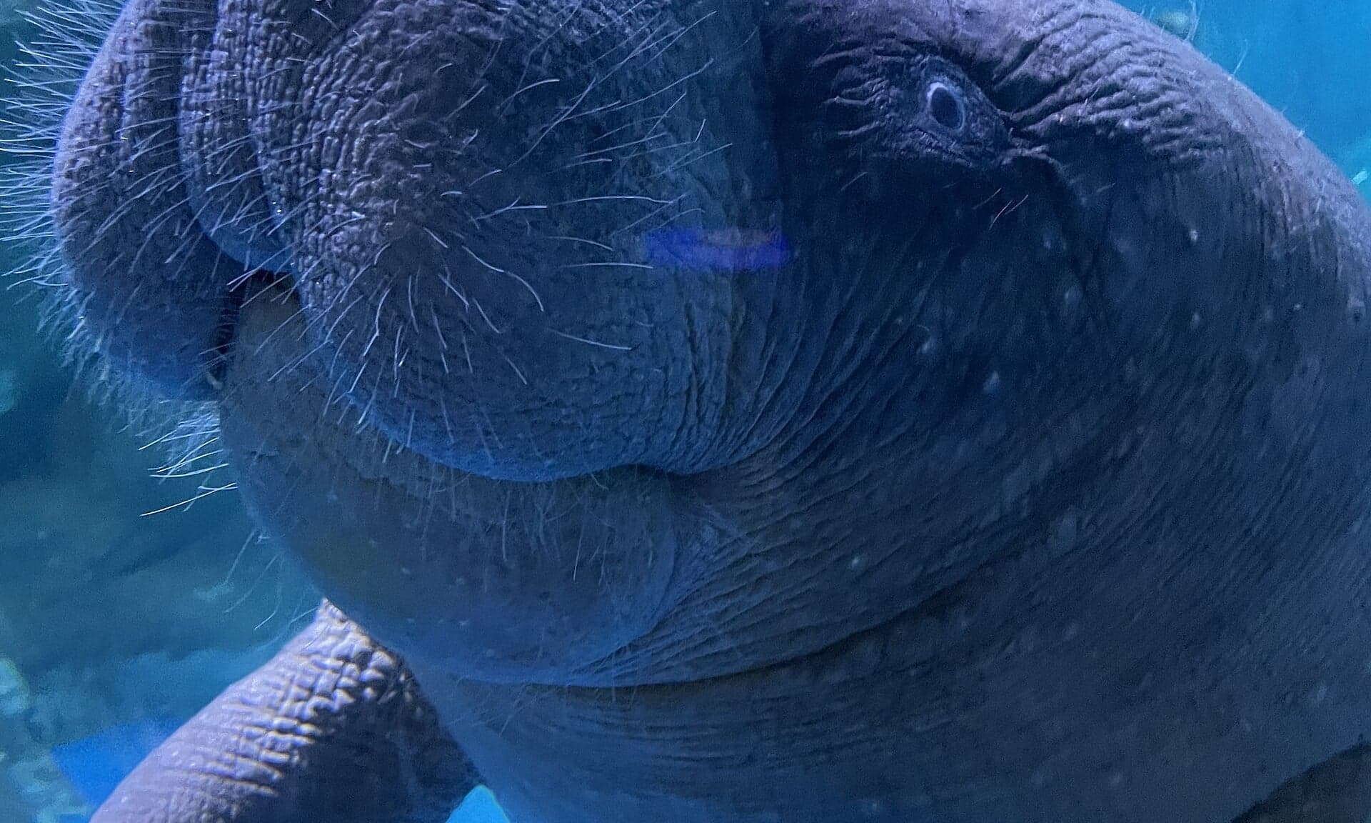 A West African manatee gliding slowly through clear green water