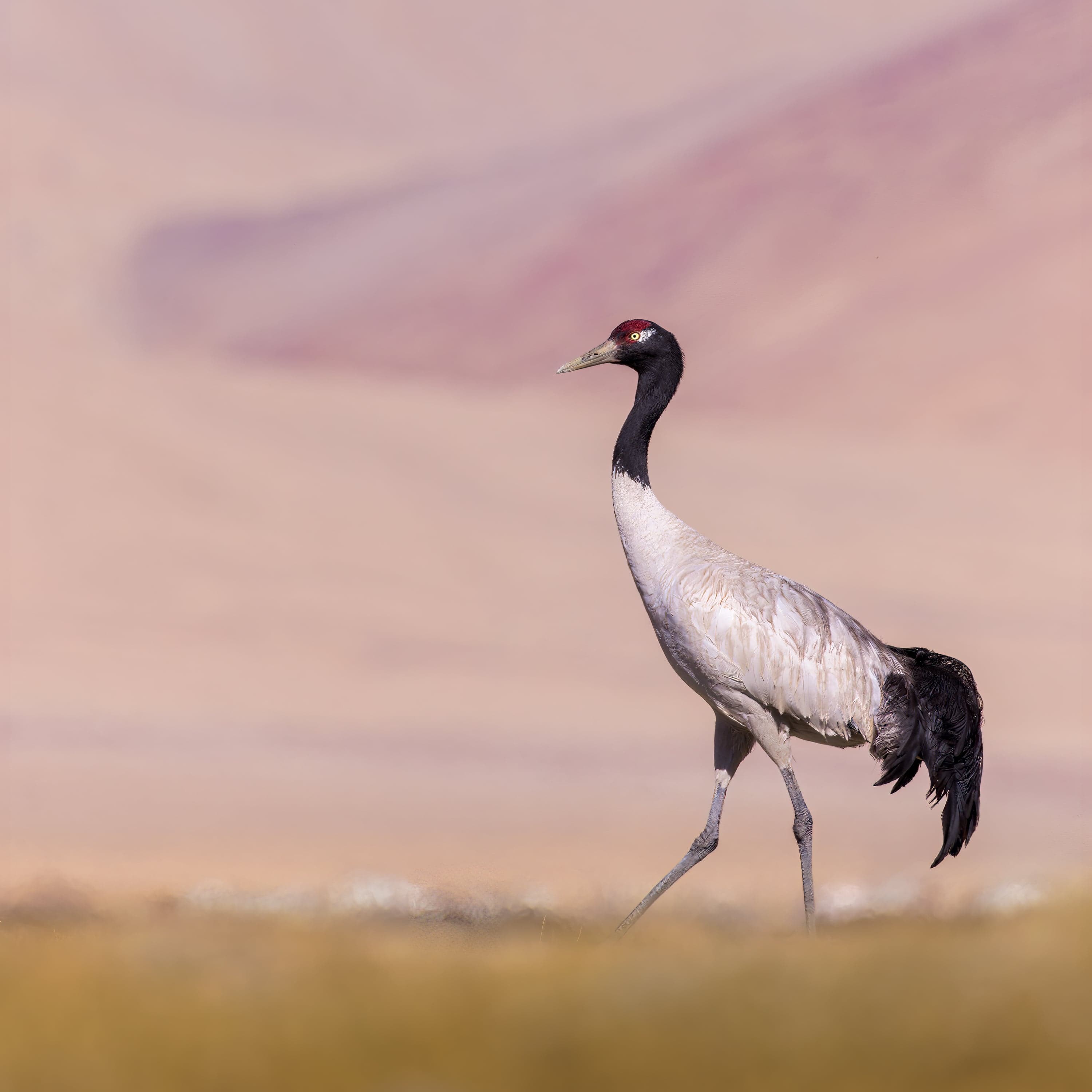 A white black-necked crane with a black head standing in a grassy valley in Bhutan