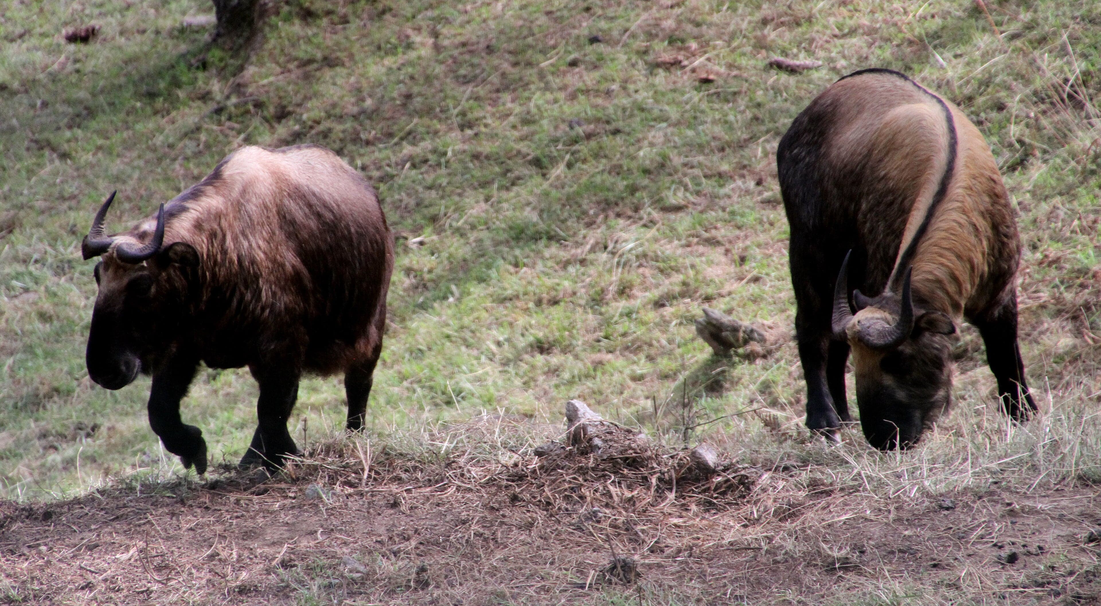 A takin - a large golden-brown animal with a curved nose - standing on a rocky hillside