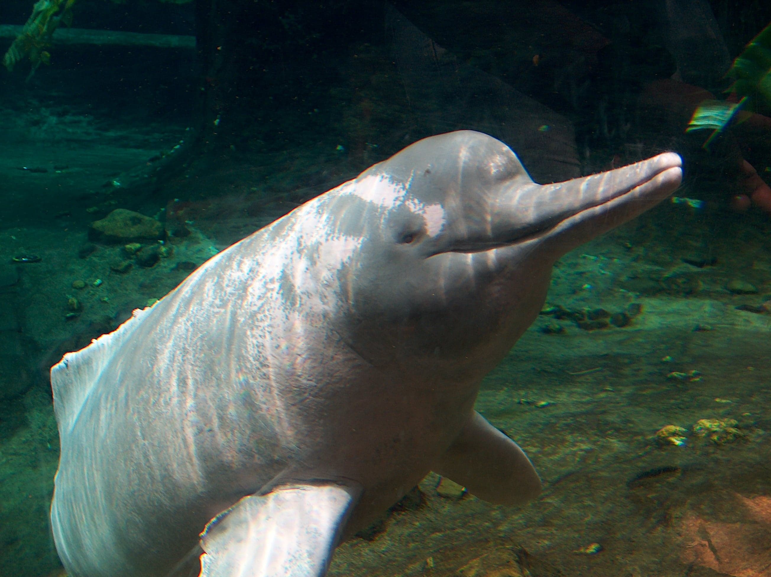 A pink river dolphin surfacing in a brown Amazon river