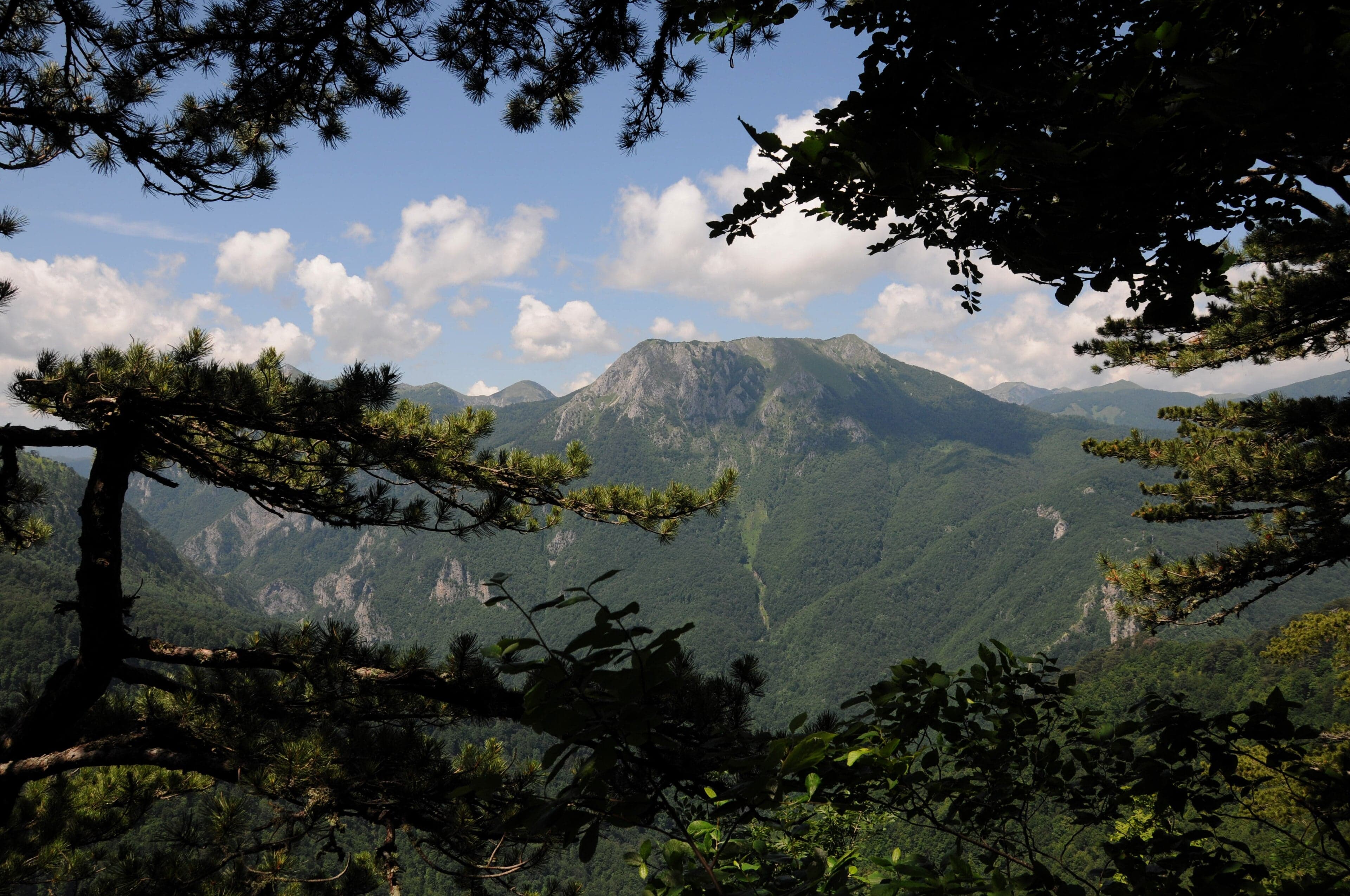 Ancient beech and fir trees towering in the primeval Perućica forest of Sutjeska National Park