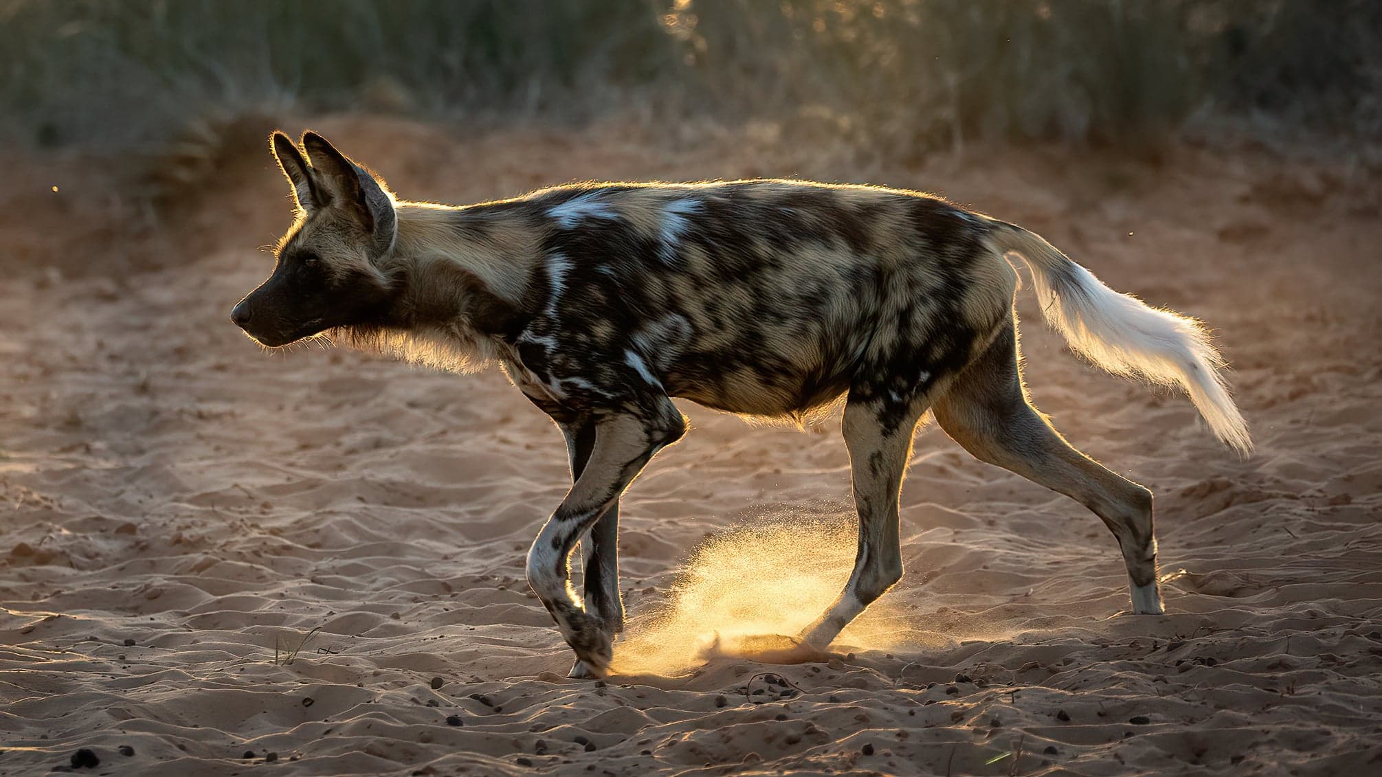 A pack of African wild dogs with their colourful mottled coats resting in the grass