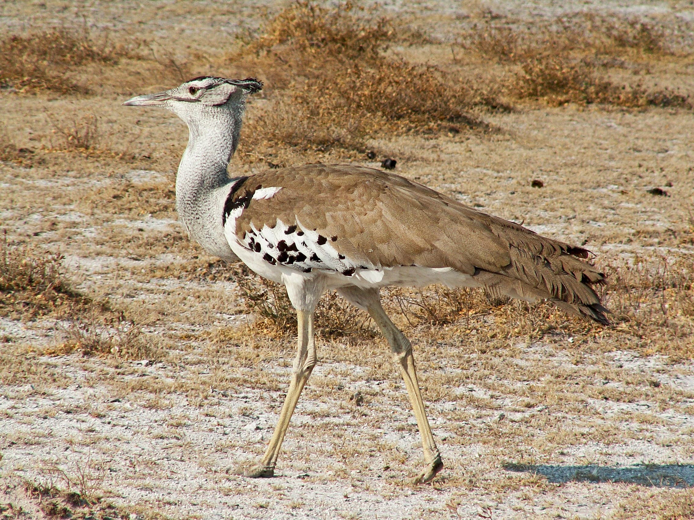 A kori bustard walking through dry savannah grass, its large body and grey-brown plumage visible