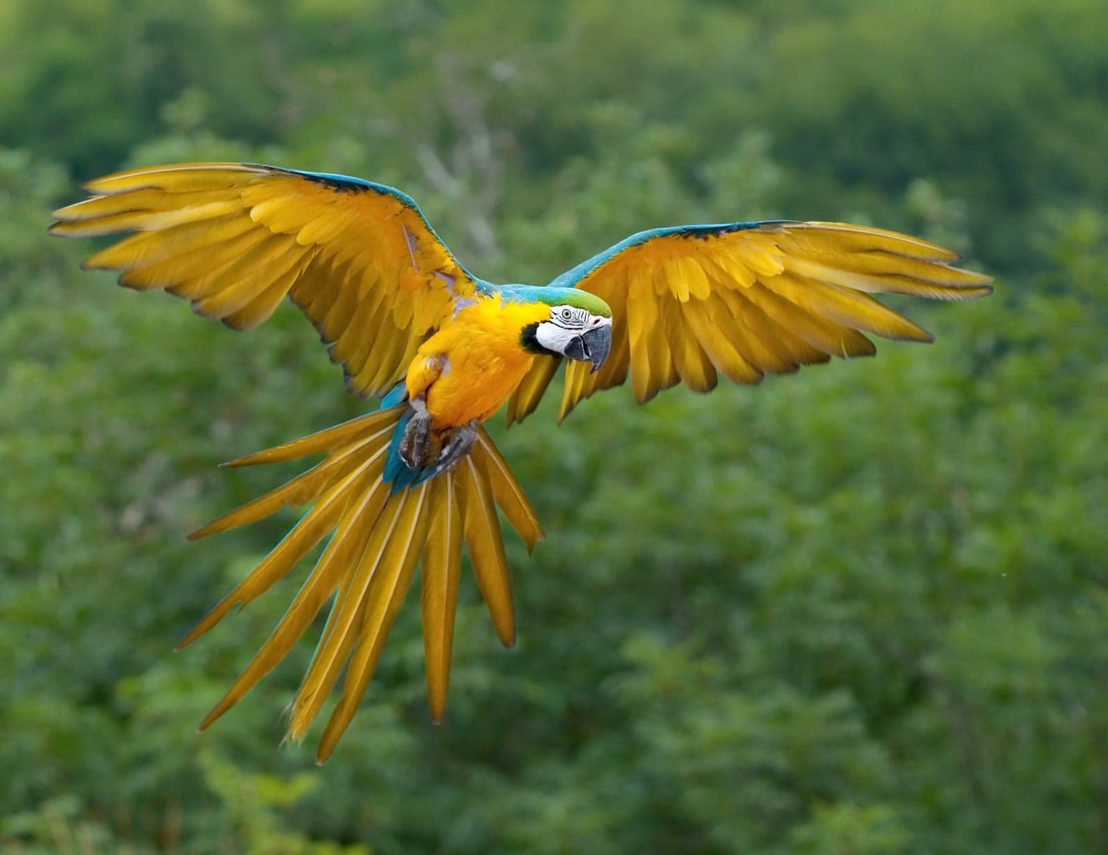 A blue-and-yellow macaw flying with its wings fully spread