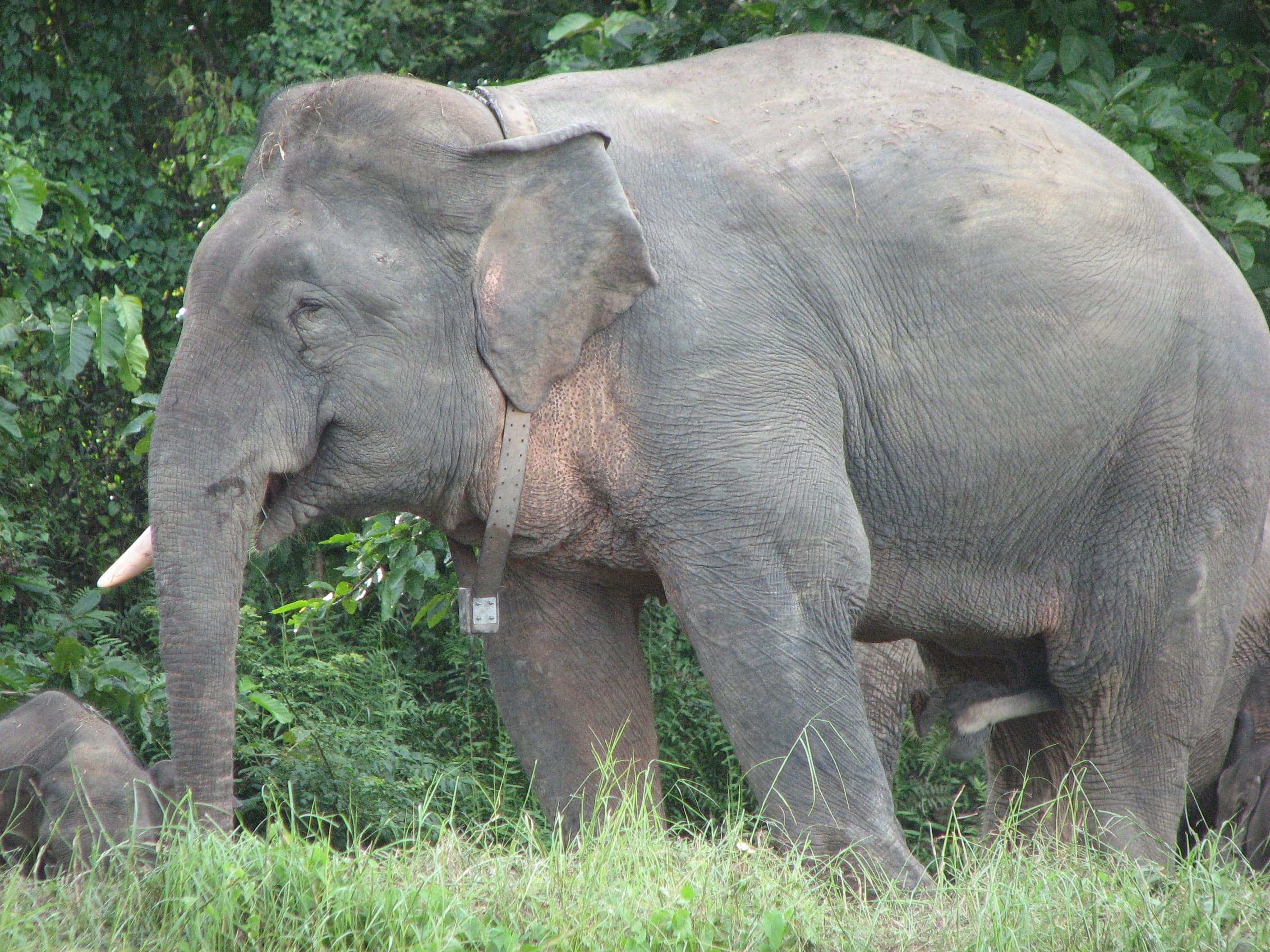 A small Borneo pygmy elephant with big ears walking through jungle undergrowth