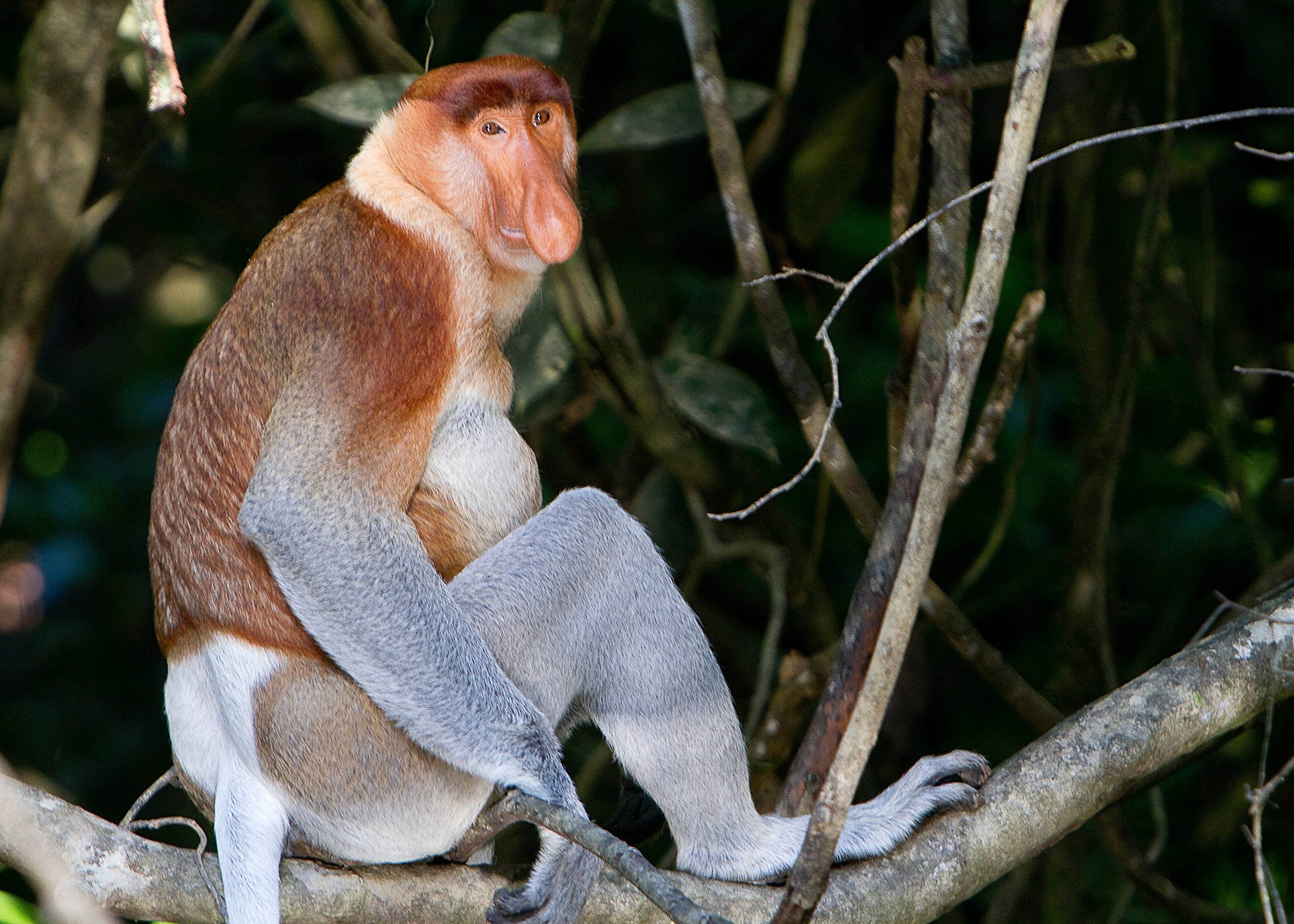 A proboscis monkey with its large droopy nose sitting in a mangrove tree
