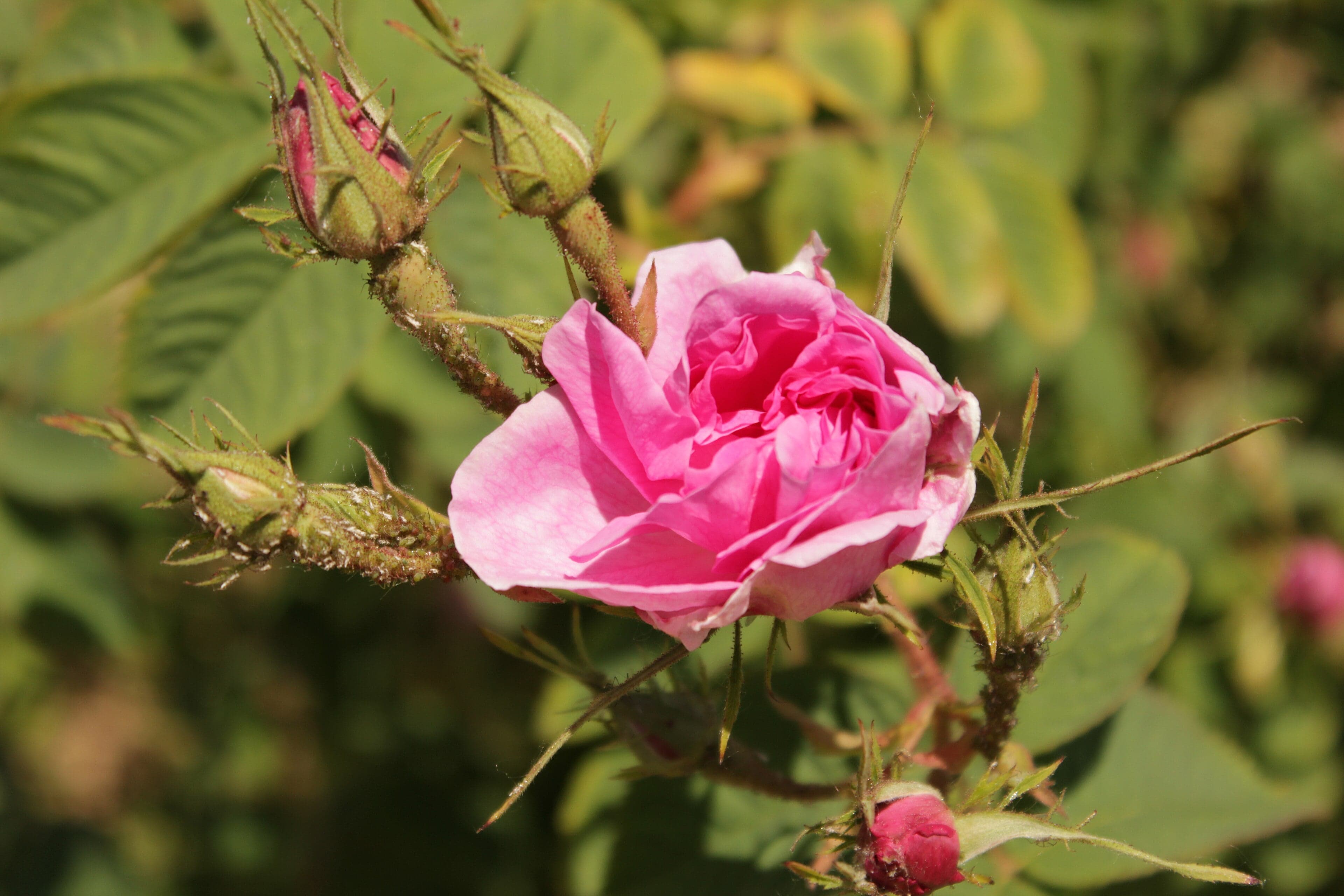 Rows of pink Damask rose bushes in full bloom in Bulgaria's Rose Valley at sunrise