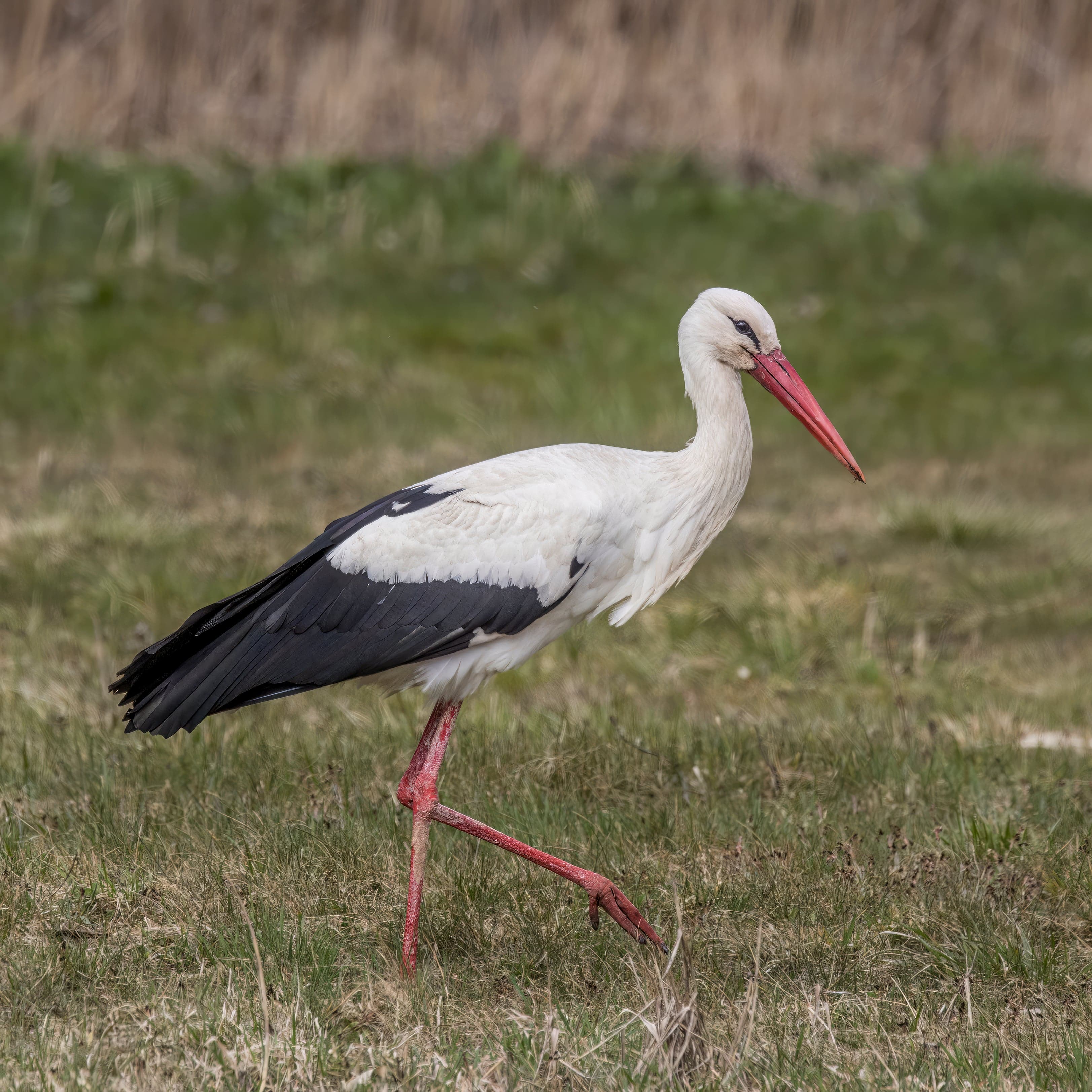 A white stork standing in its large nest on a rooftop with its red beak open