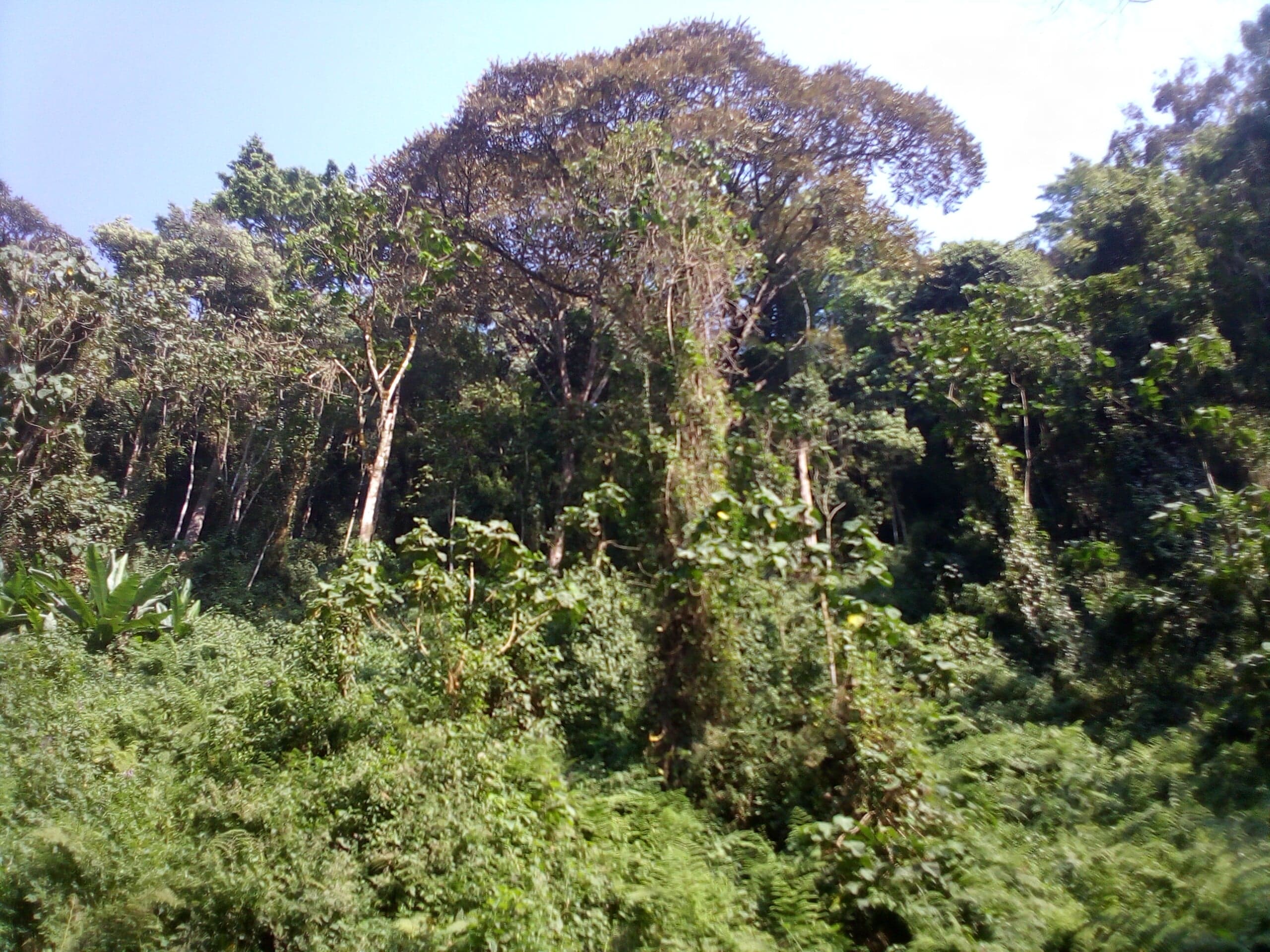 Dense green rainforest canopy in Kibira National Park, Burundi