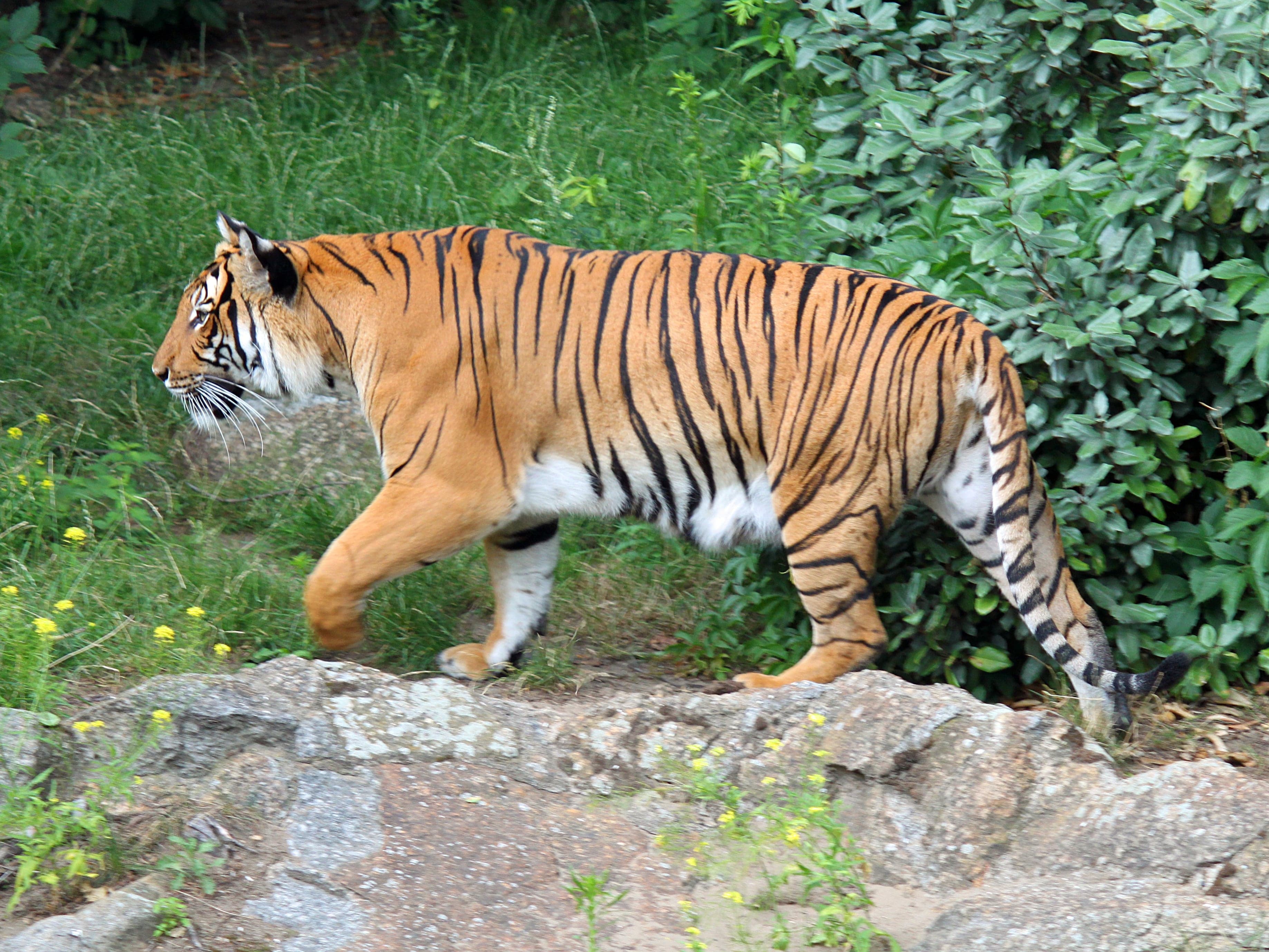An Indochinese tiger walking through green forest undergrowth