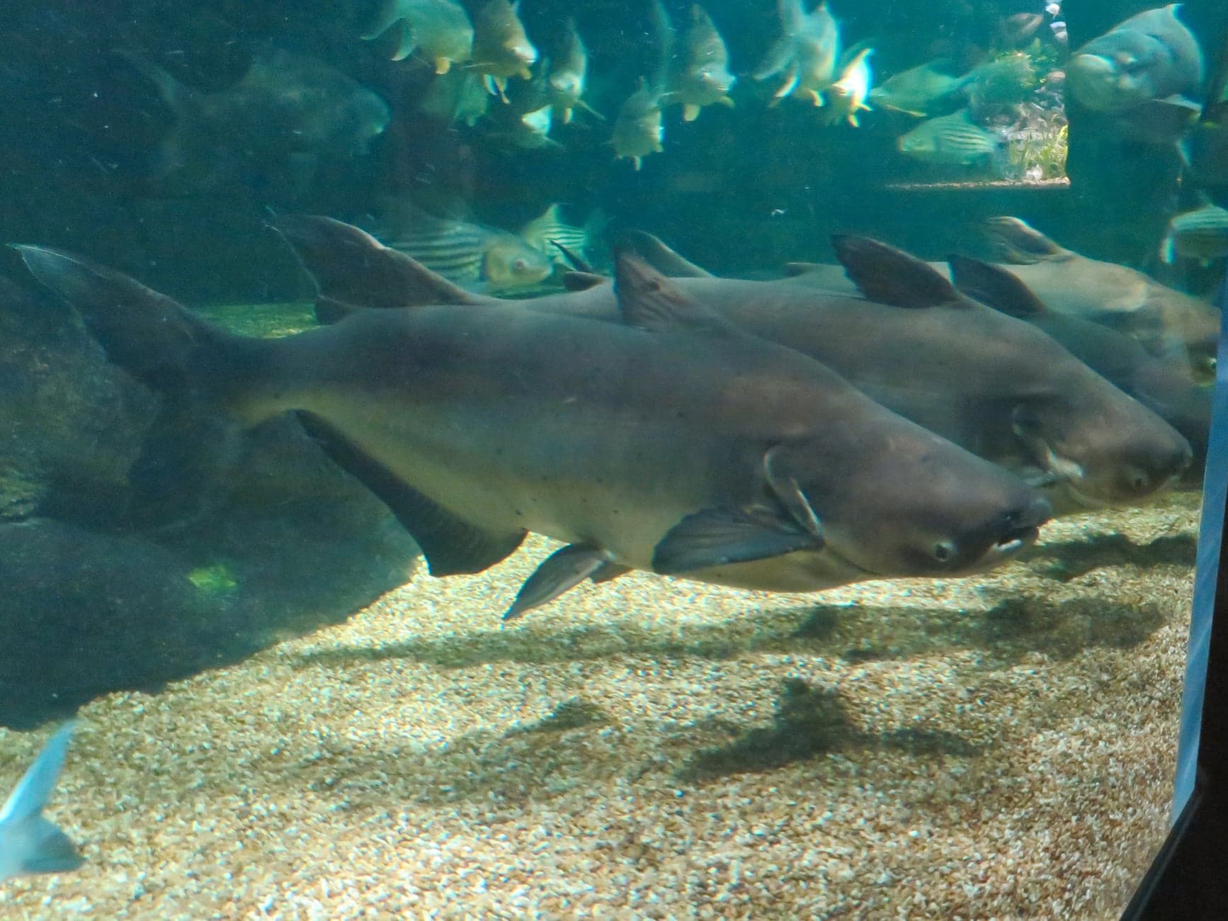 A huge silver Mekong giant catfish being measured by researchers