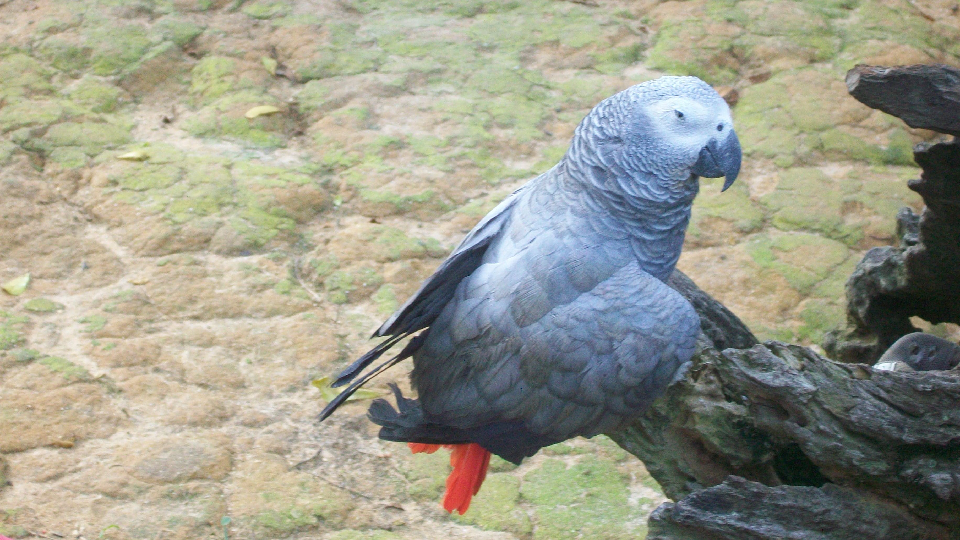 An African grey parrot perched on a branch, showing its bright red tail