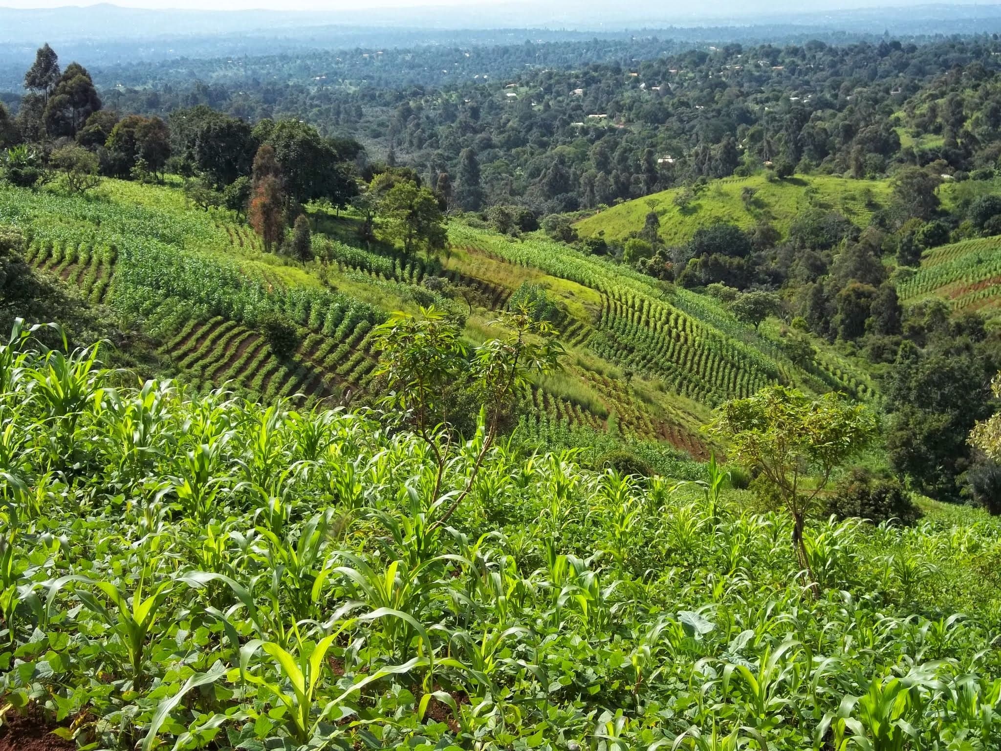Rolling green hills and farmland in the Bamenda highlands of Cameroon
