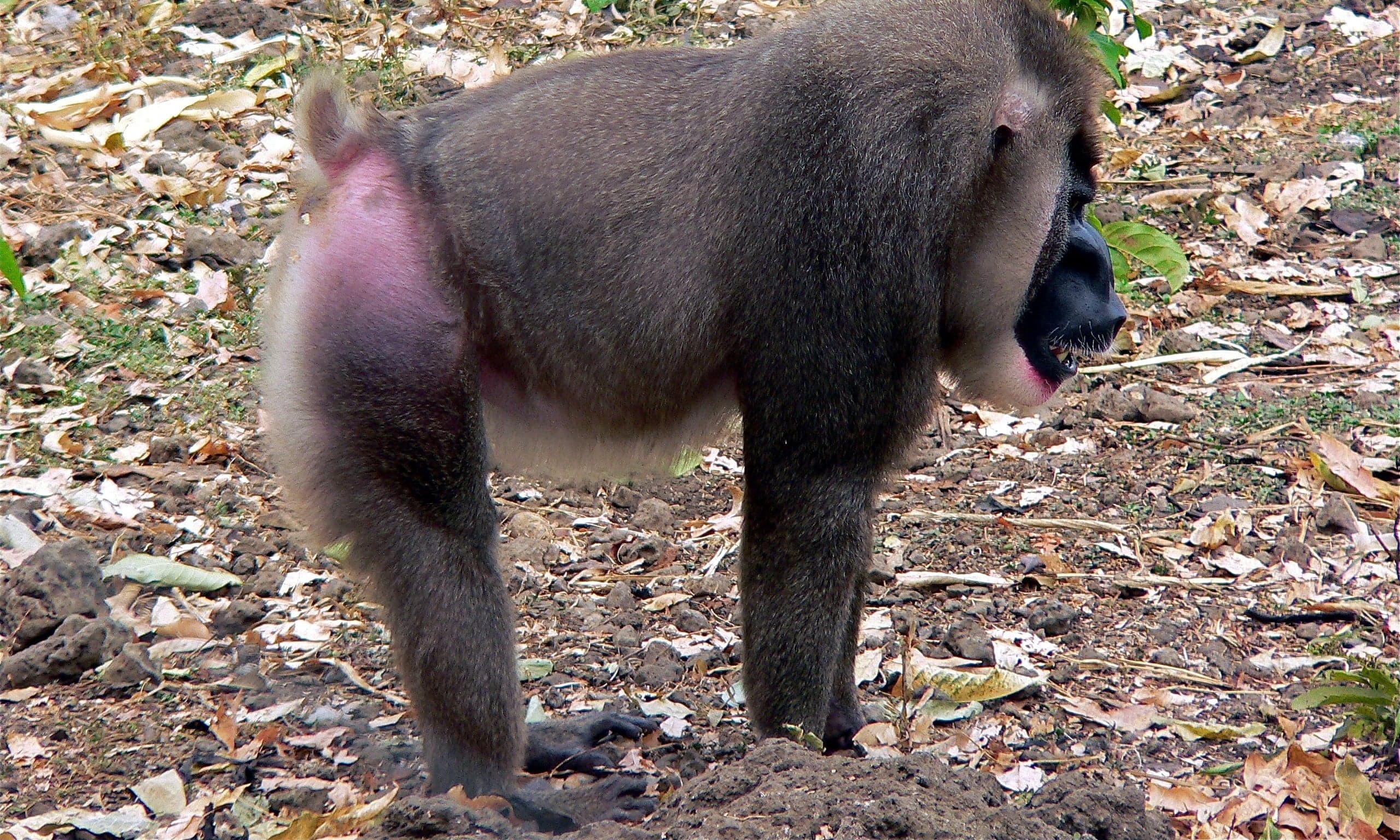 A drill monkey with a colourful red and blue face sitting in forest undergrowth