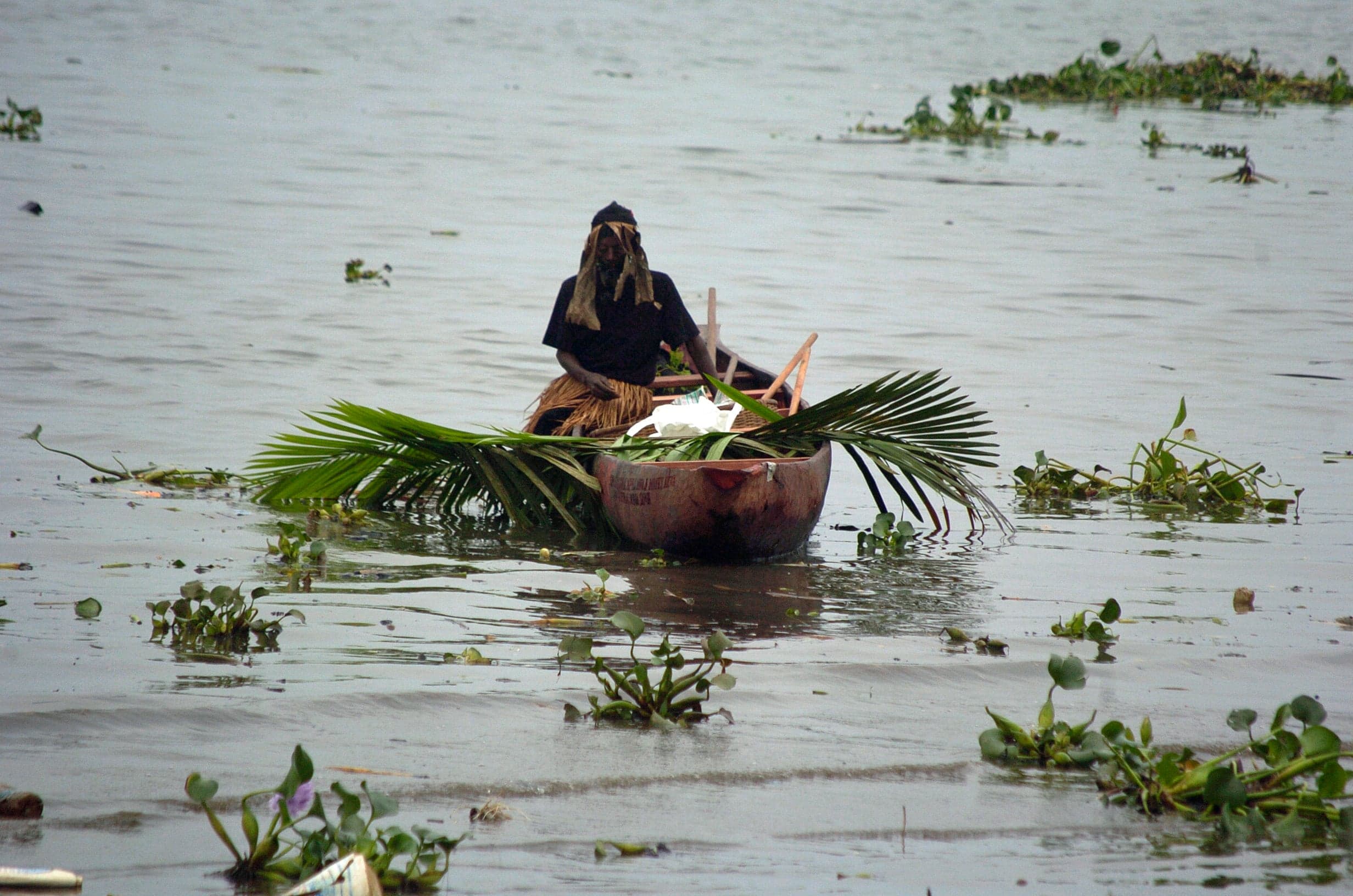 Colourful dugout canoes racing on the Wouri River during the Ngondo festival