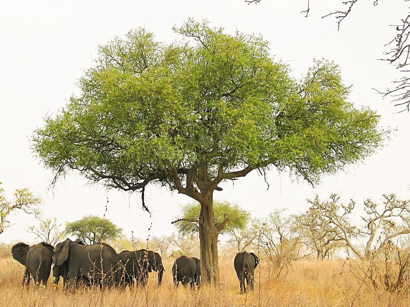 Open savannah landscape with acacia trees in Waza National Park, Cameroon