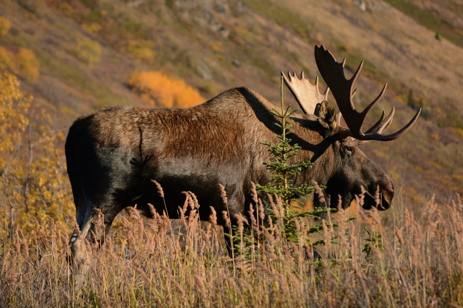 A large bull moose with wide antlers standing in autumn grasses