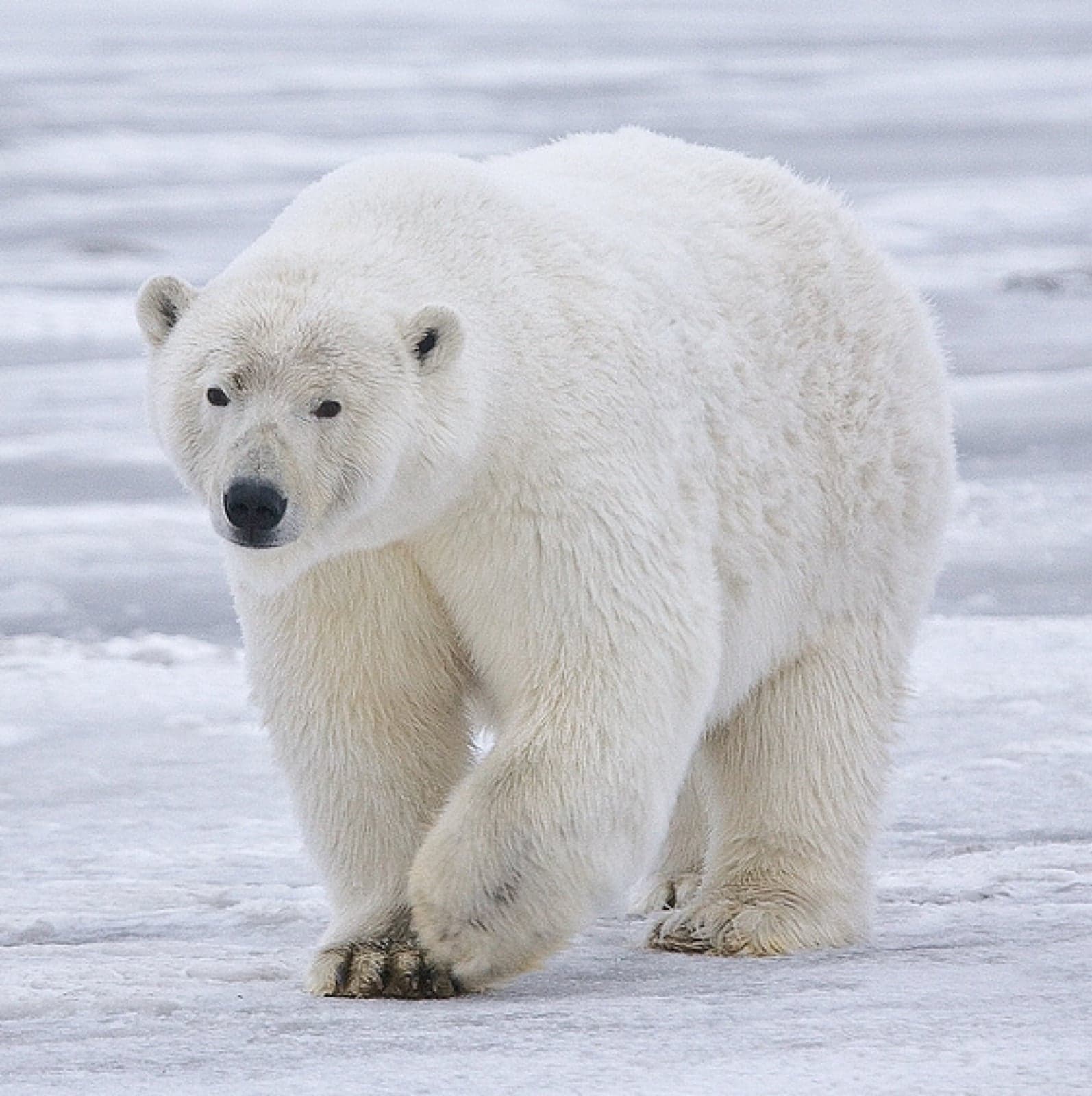 A polar bear walking across the sea ice
