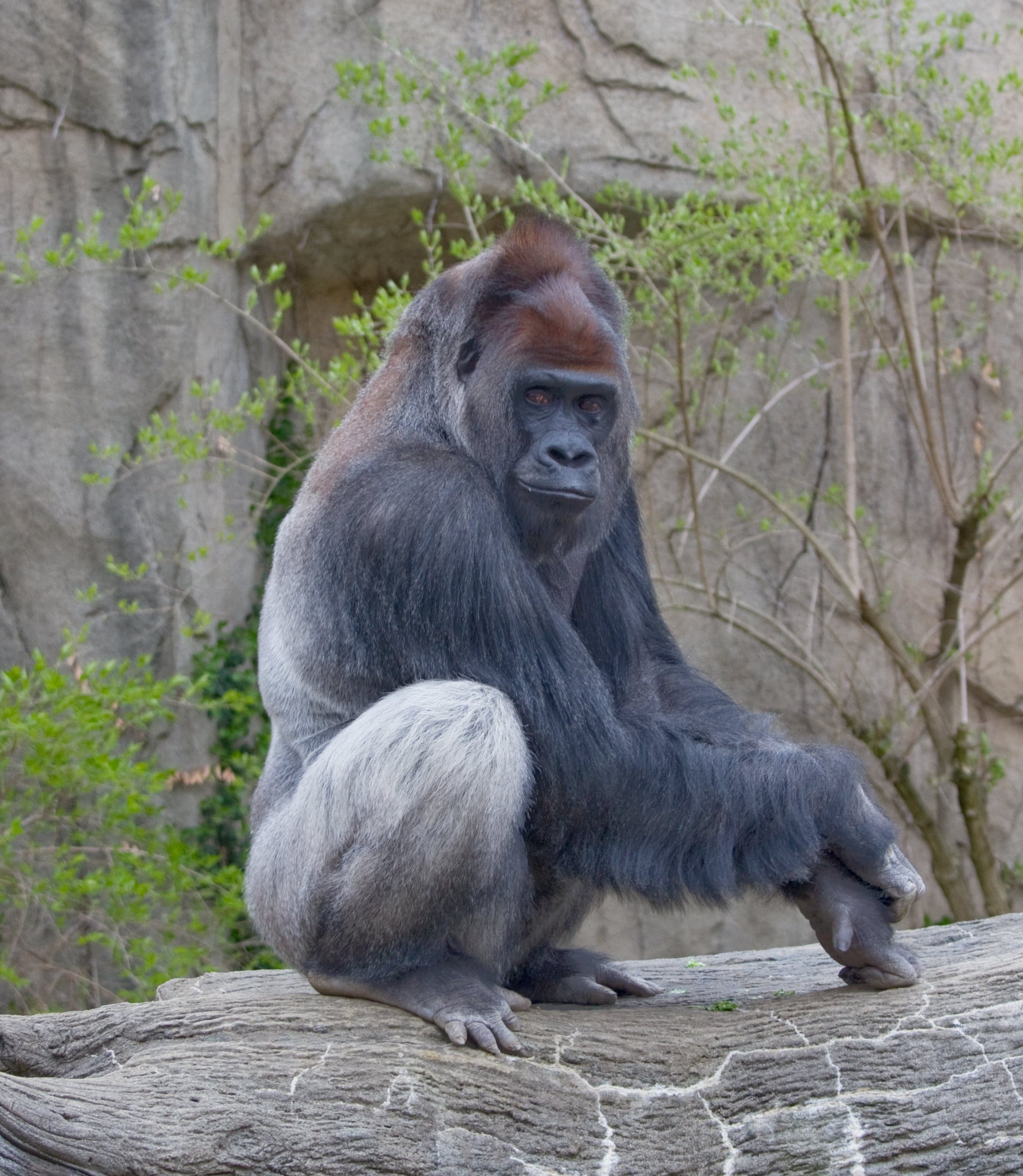 A western lowland gorilla sitting peacefully among forest vegetation