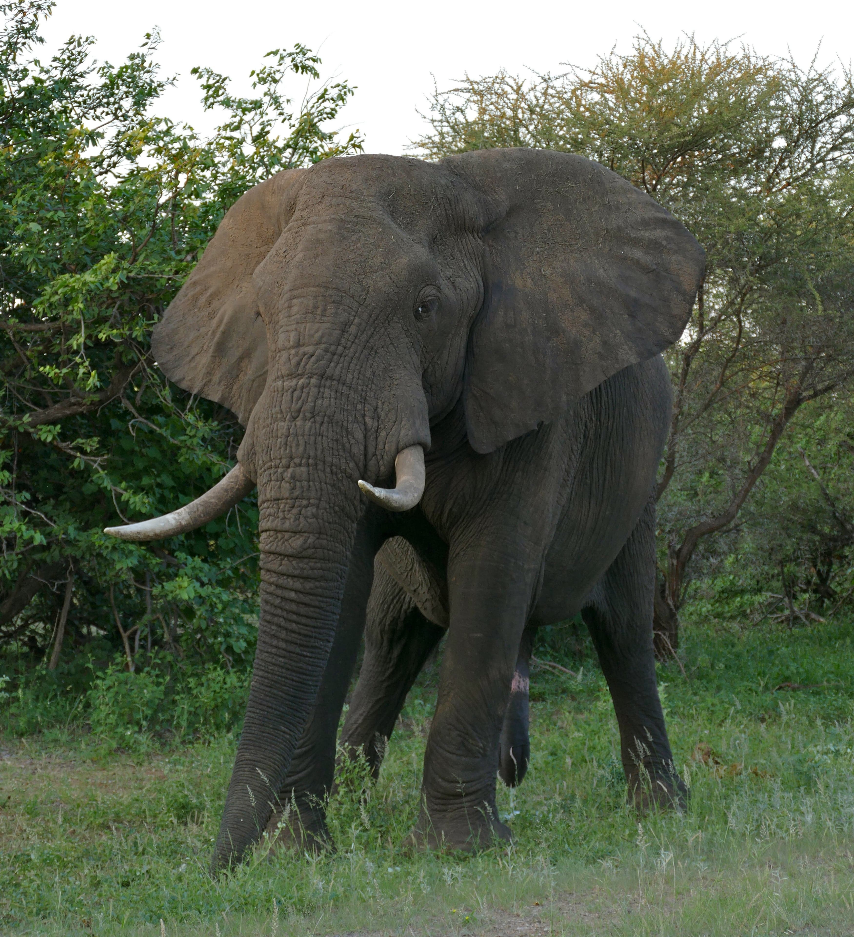 A large African elephant with wide curved tusks walking across savanna grassland