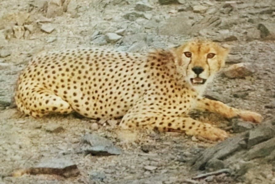 A slender pale Saharan cheetah walking across sandy desert ground with sparse dry bushes
