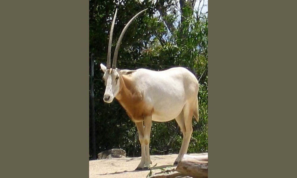 A group of white scimitar oryx with long curved horns standing in open sandy desert scrubland
