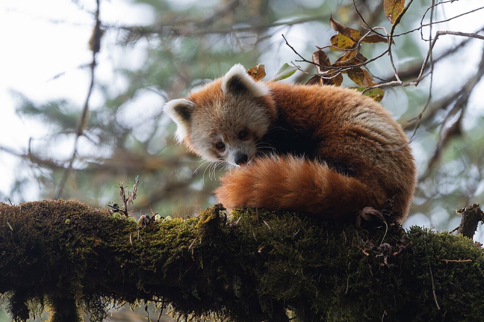 A red panda curled up on a mossy branch high in a tree