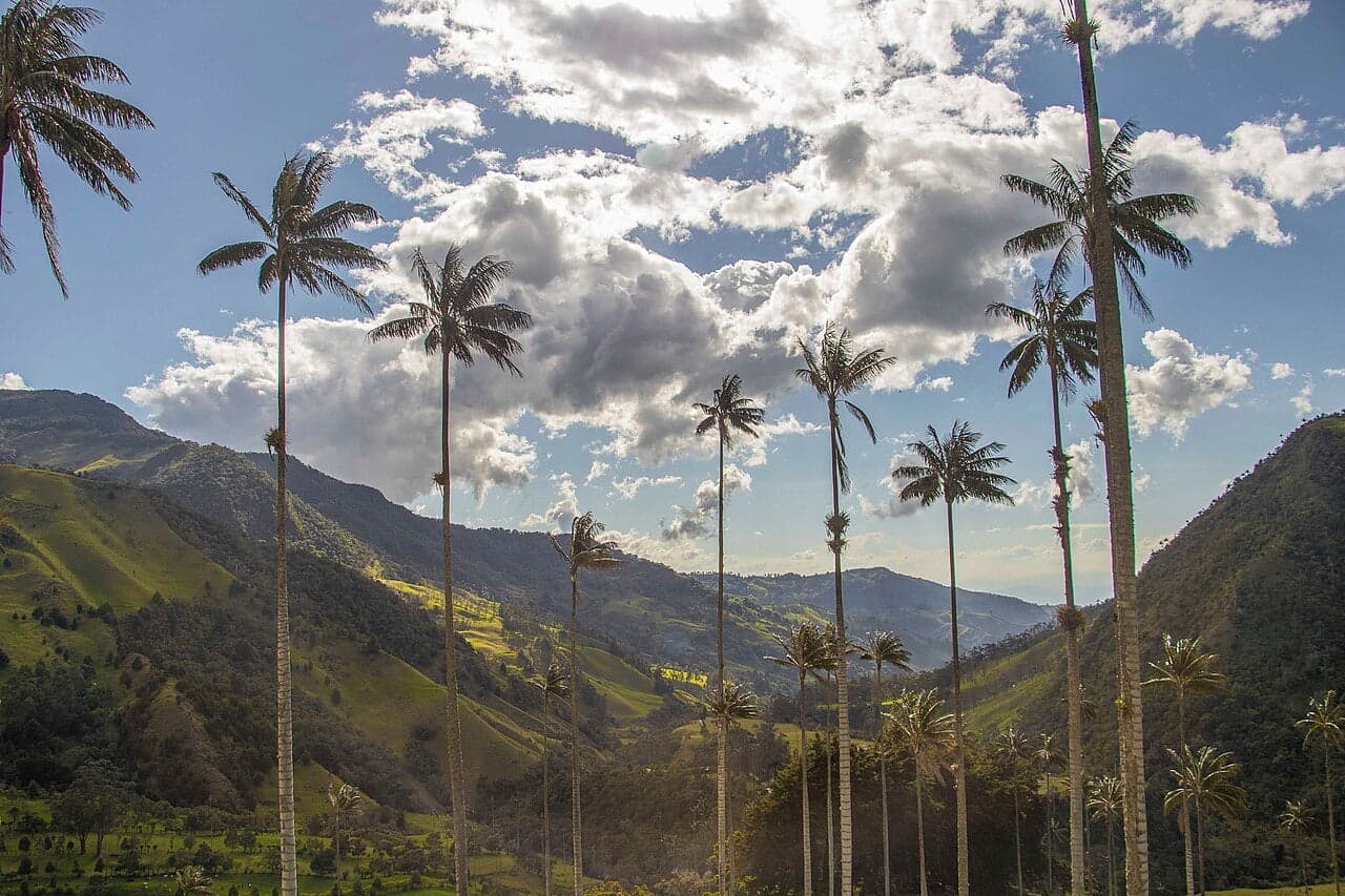 Towering wax palms rising above misty green hills in the Cocora Valley, Colombia