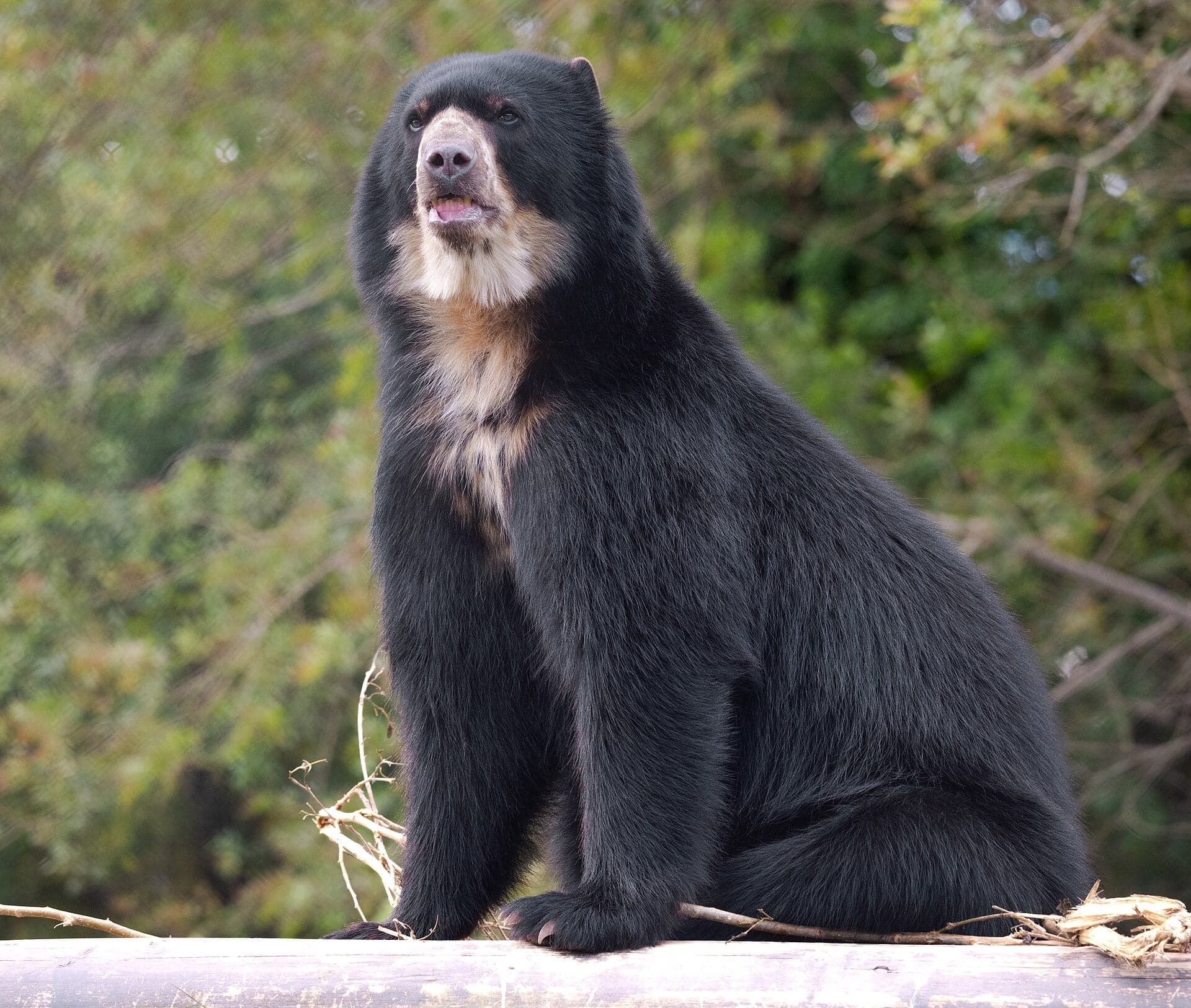 A spectacled bear with creamy white markings around its eyes, sitting in a tree
