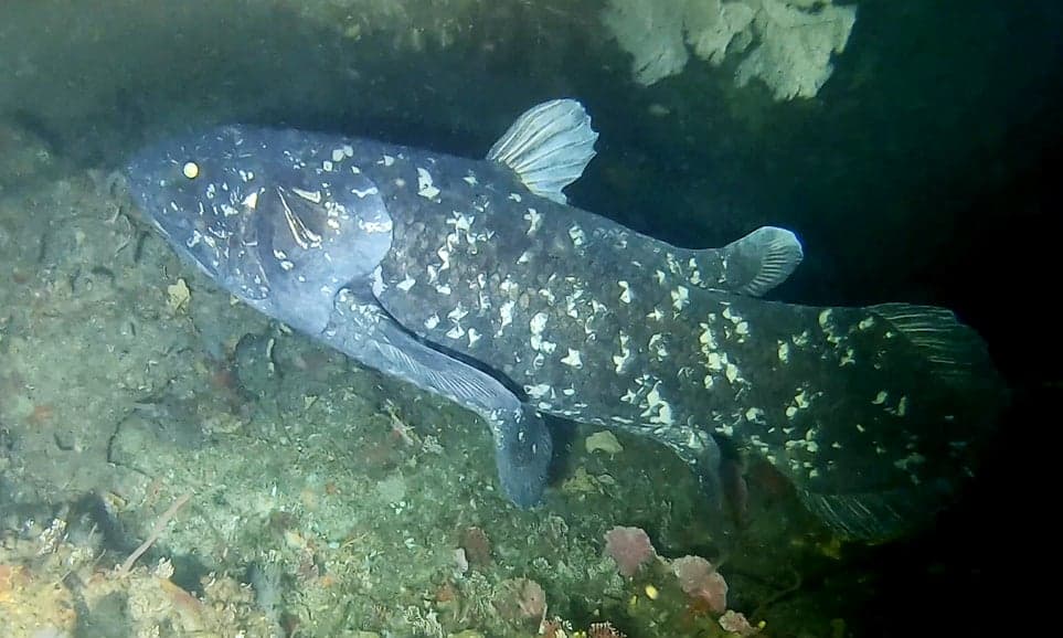 A large blue coelacanth fish swimming in the deep dark ocean near the Comoros islands