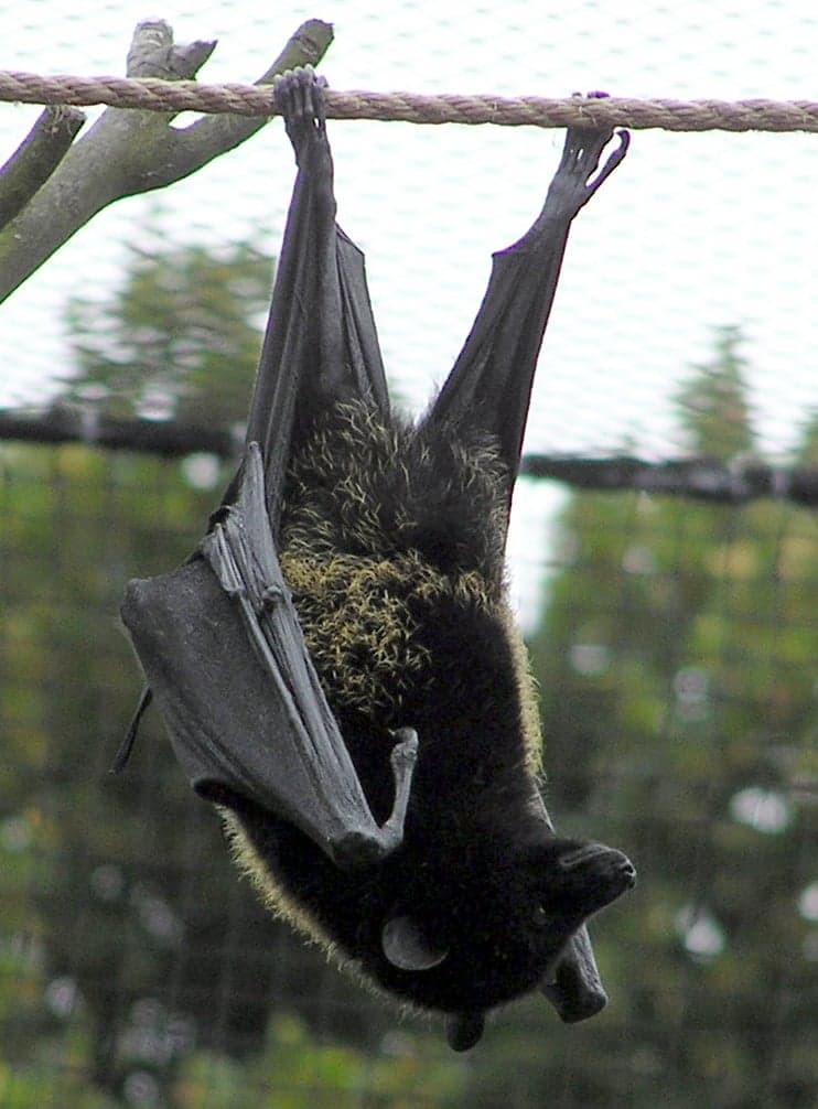 A large Livingstone's fruit bat hanging in a tree on Anjouan island, Comoros