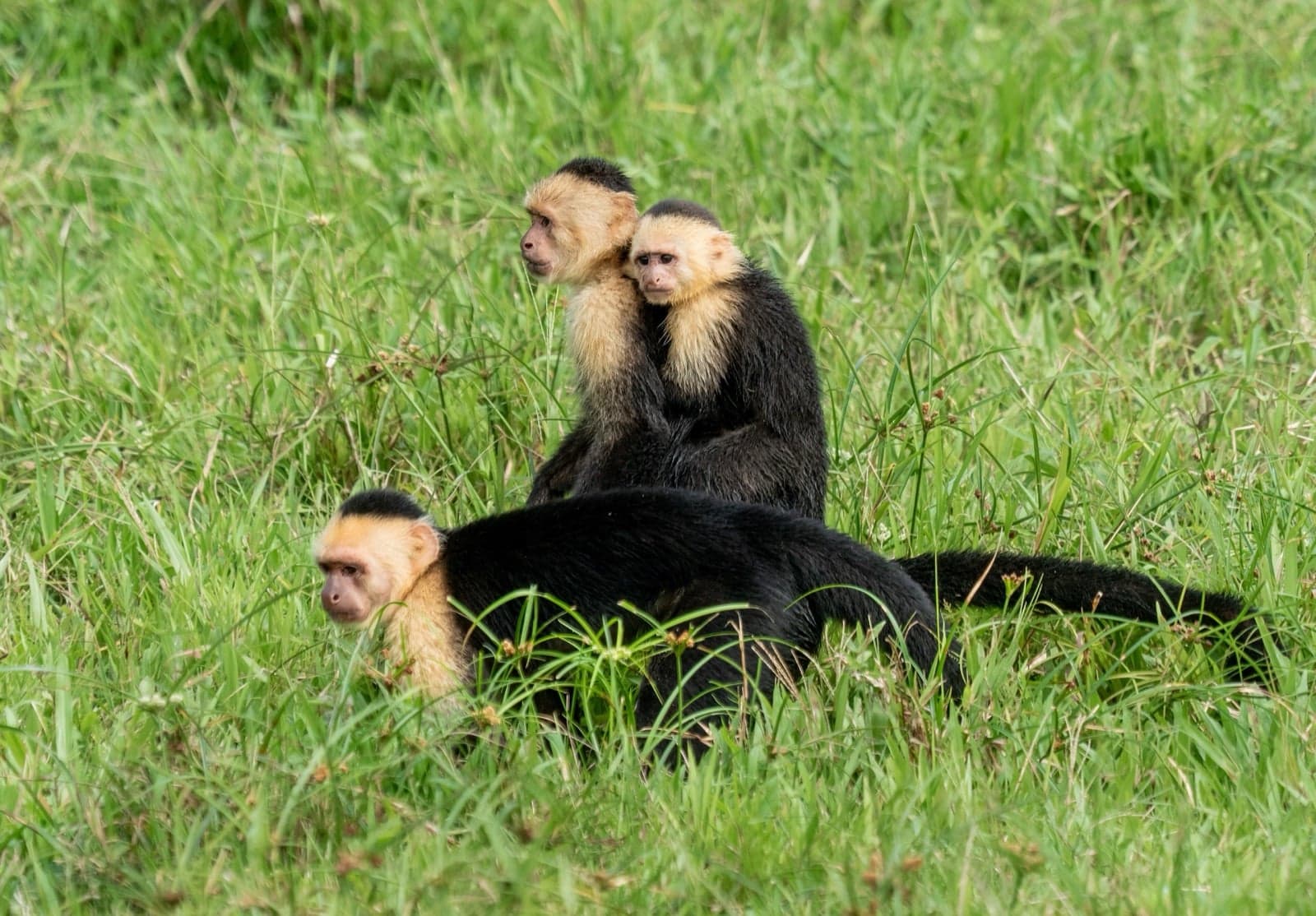 A white-faced capuchin monkey holding a piece of fruit