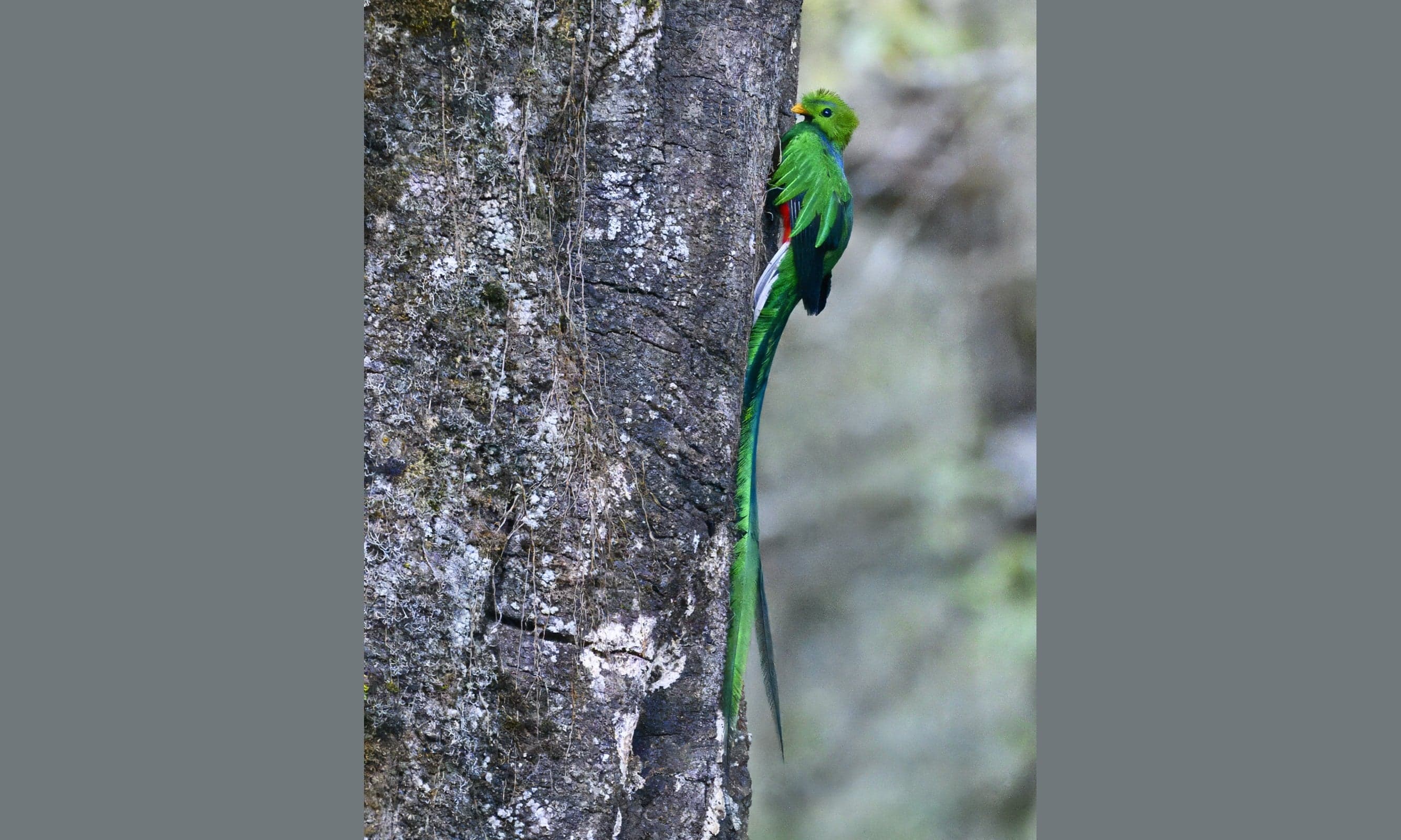 A resplendent quetzal with shining green feathers and long tail streamers